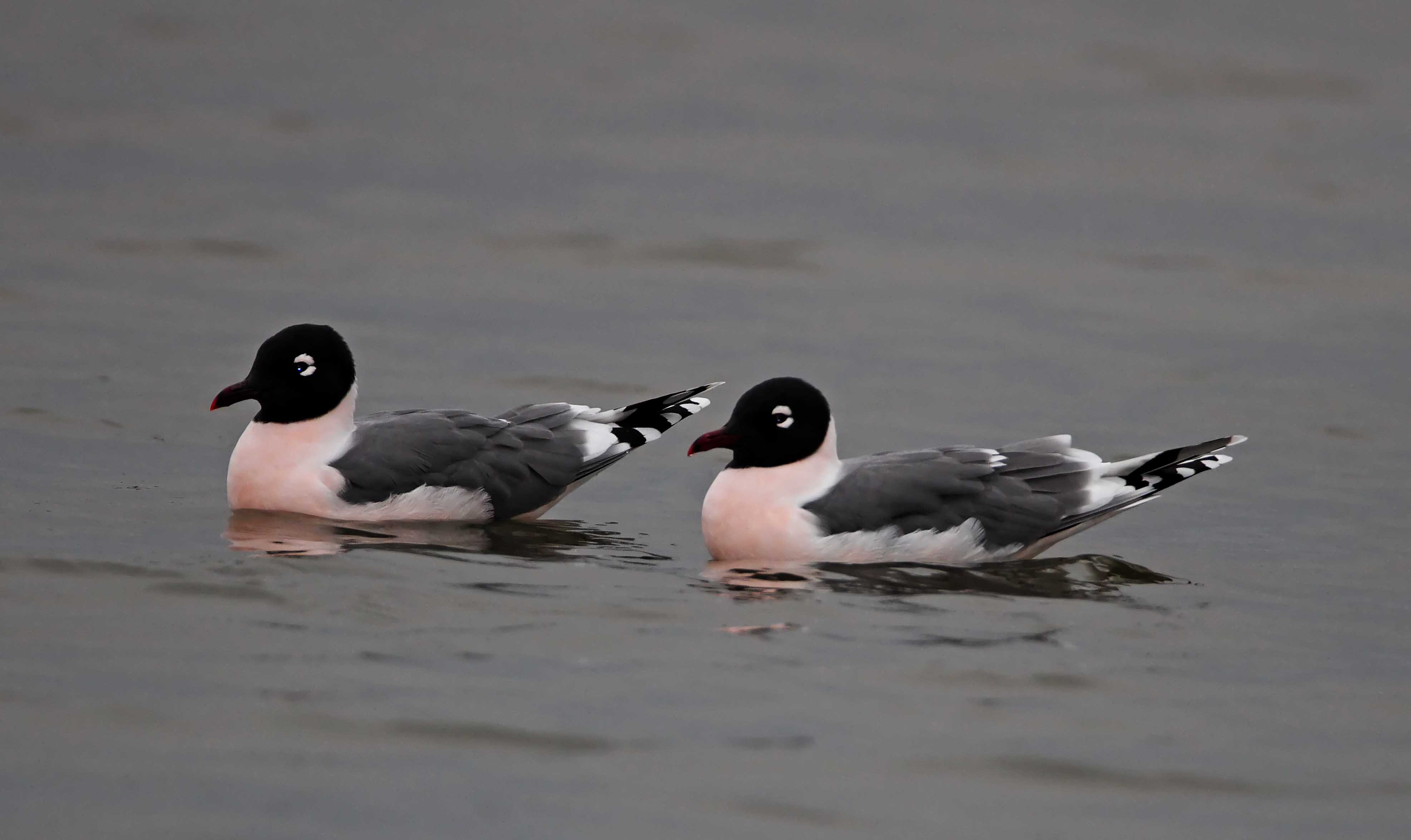 Franklins Gull - breeding_1397.jpg