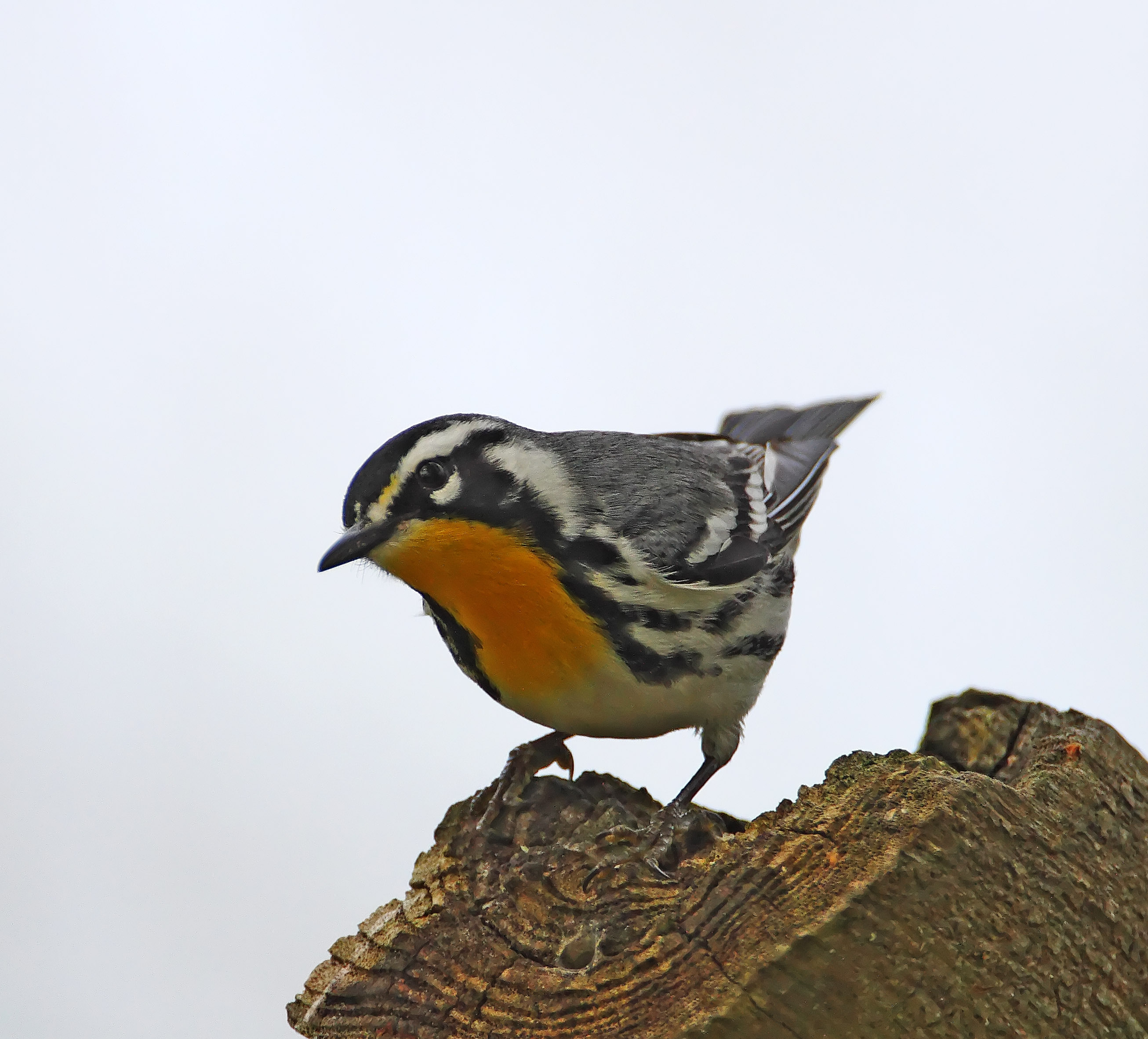 Yellow-throated Warbler_1187.jpg