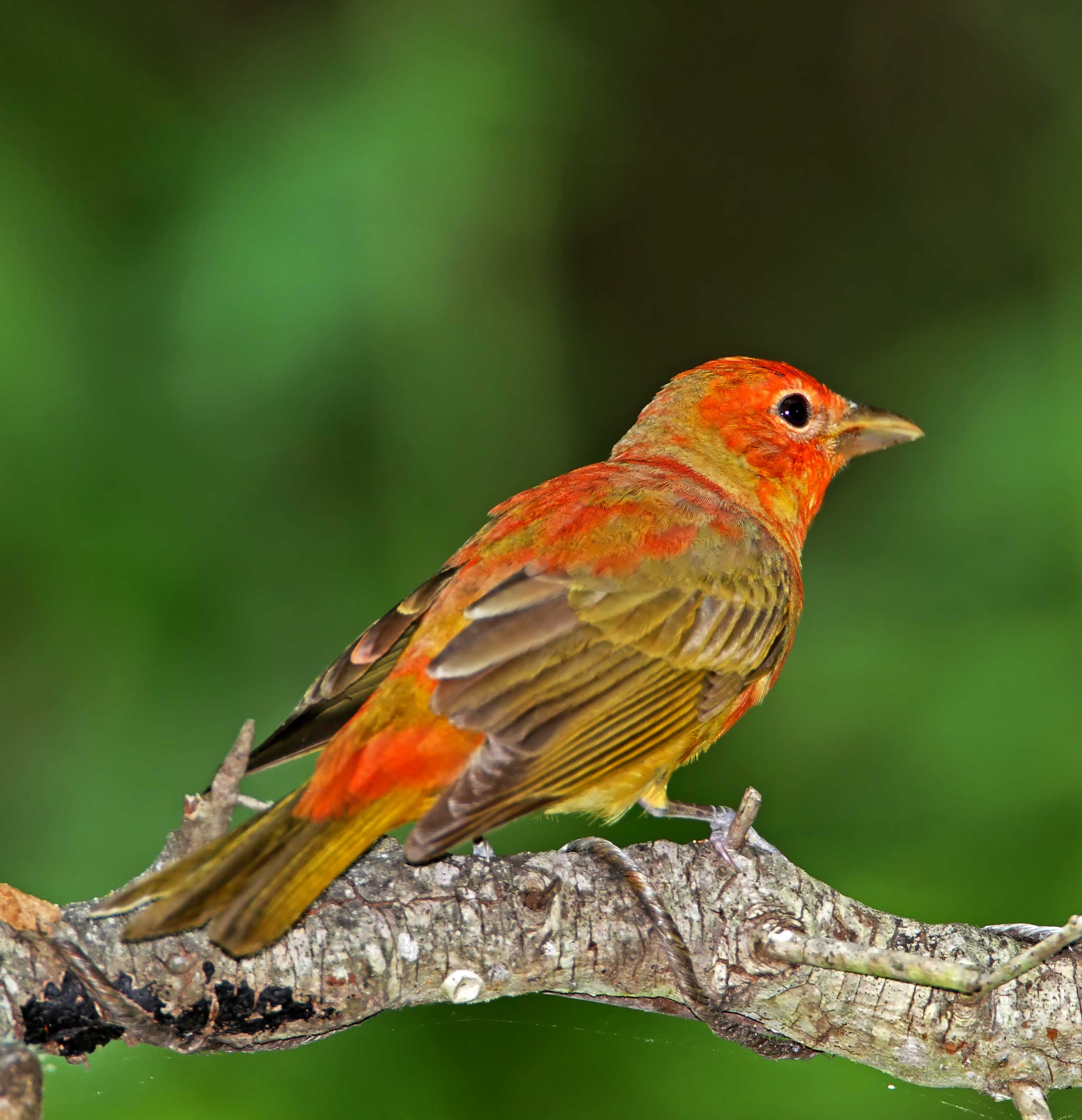Summer Tanager - 1st year male_1724.jpg
