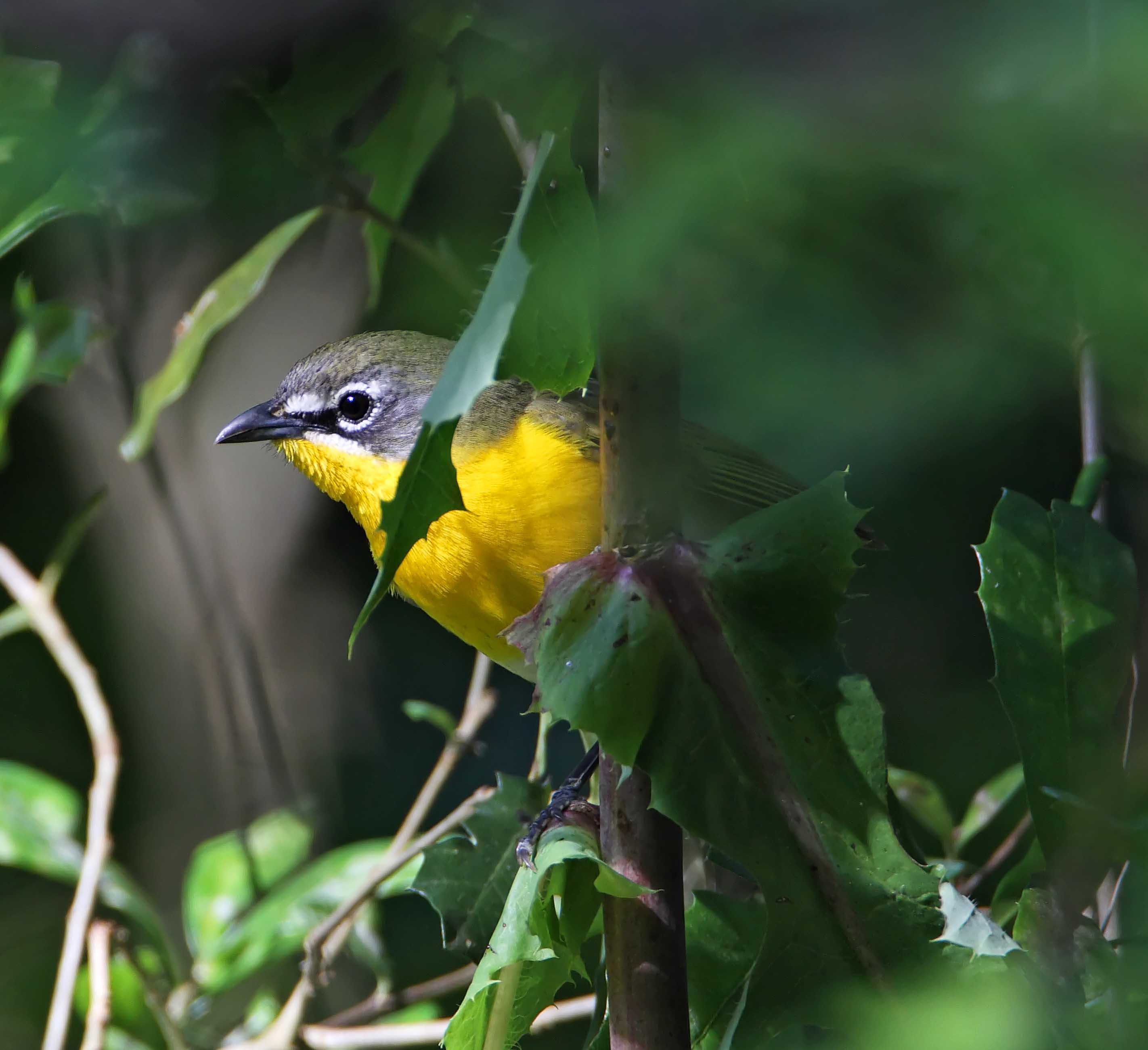 Yellow-breasted Chat_2016.jpg