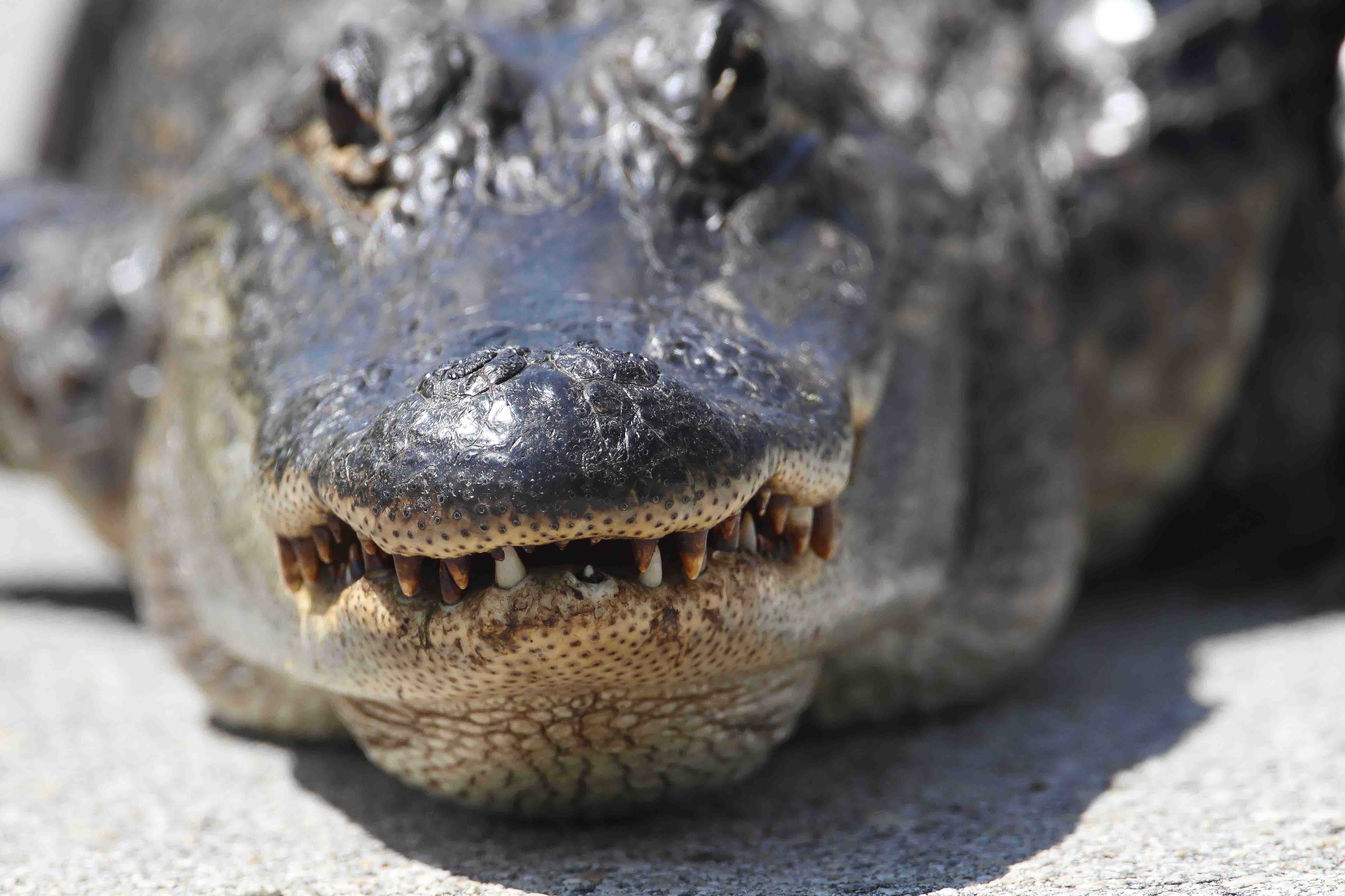 Alligator on road_1832.jpg