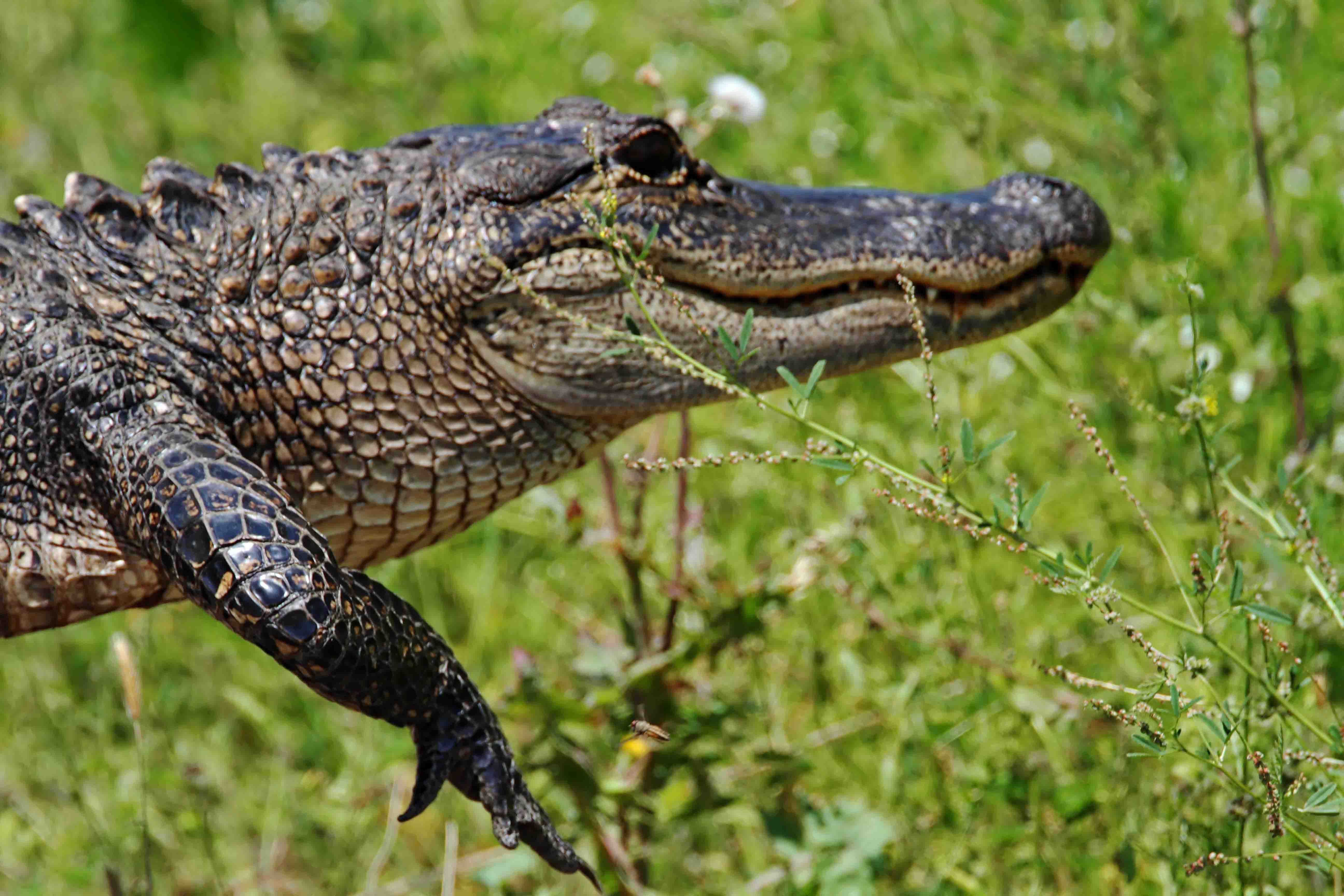 American Alligator_1845.jpg