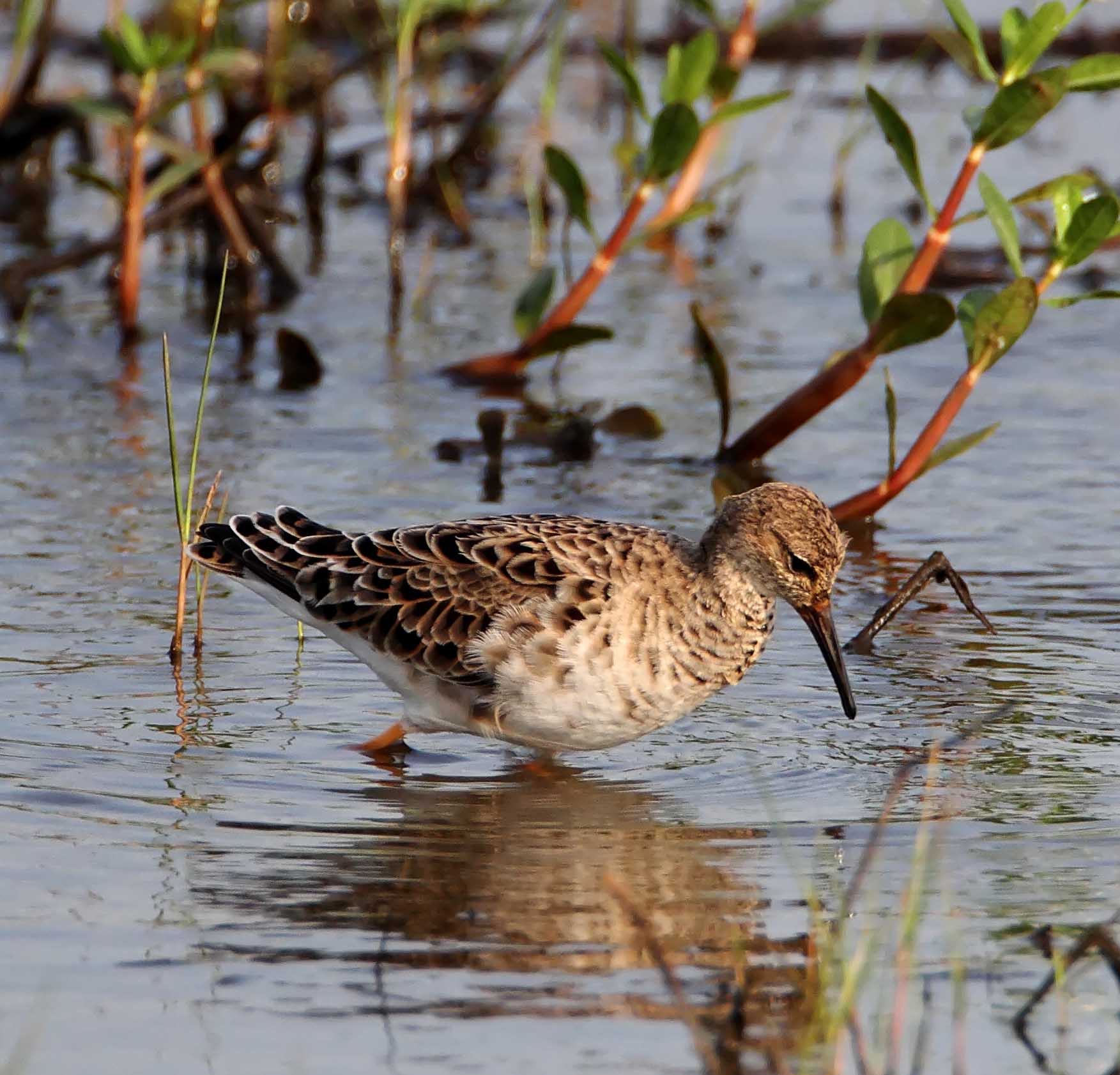 Ruff - breeding female at Anahuac NWR_2495.jpg