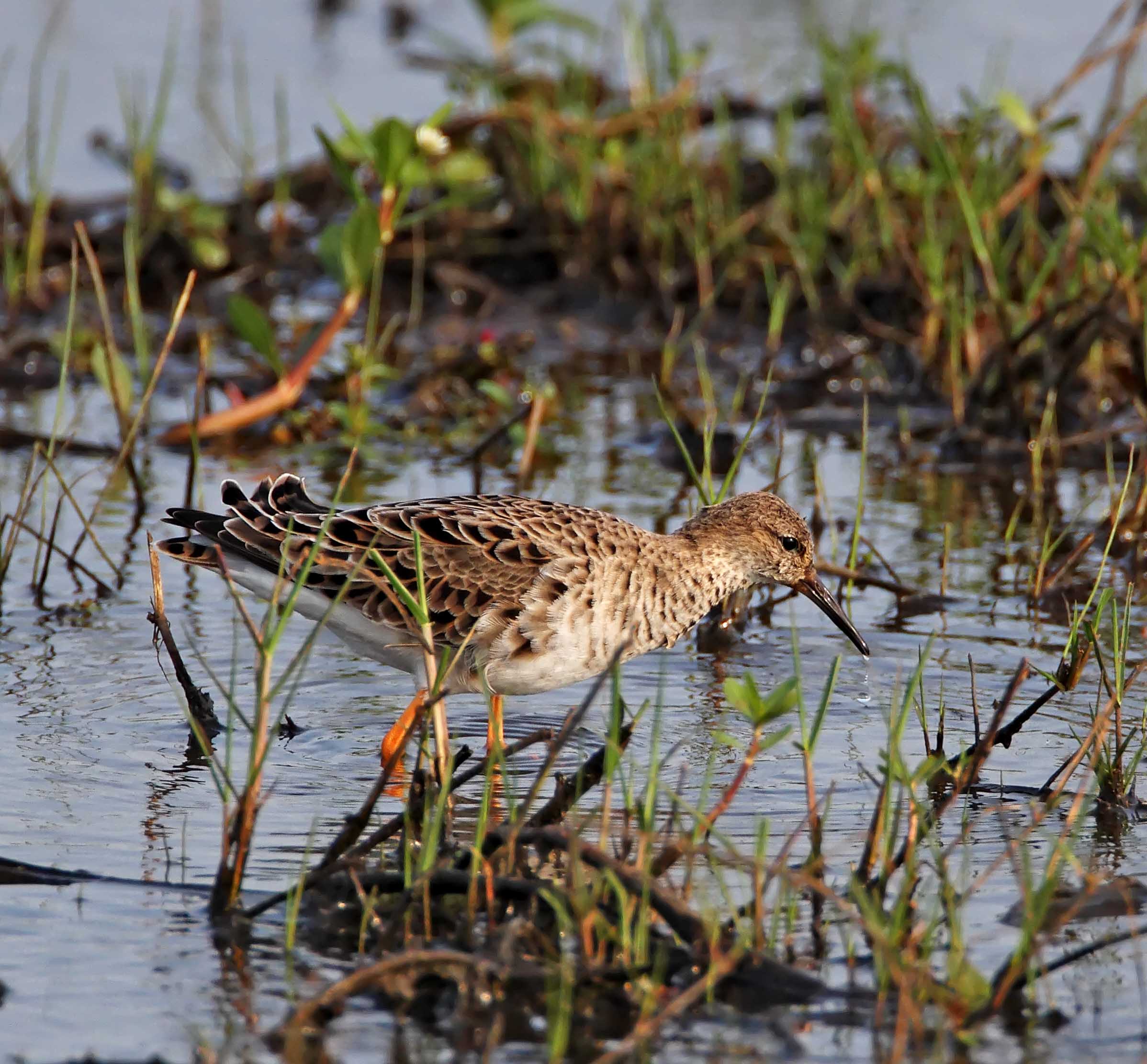 Ruff - breeding female at Anahuac NWR_2522.jpg