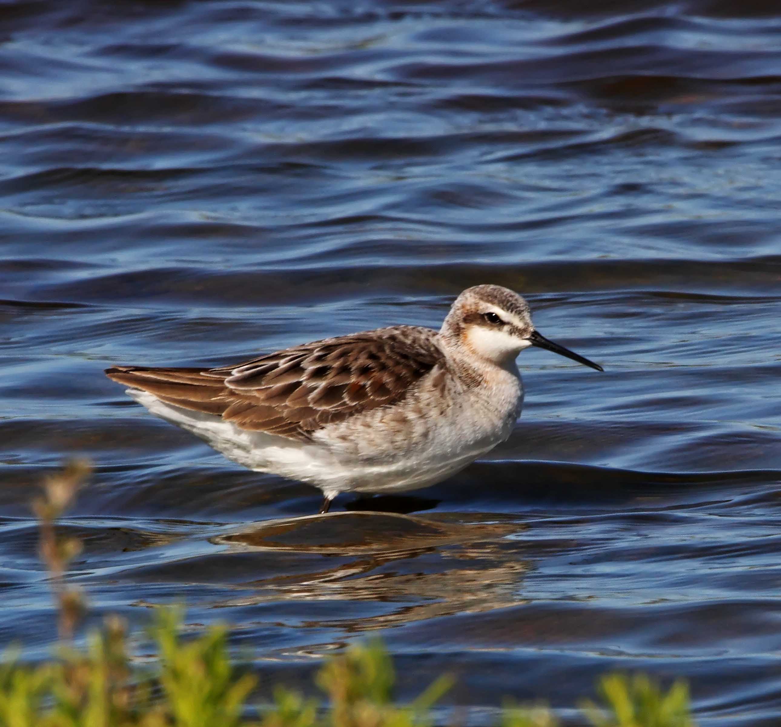 Wilsons Phalarope - male breeding_2933.jpg