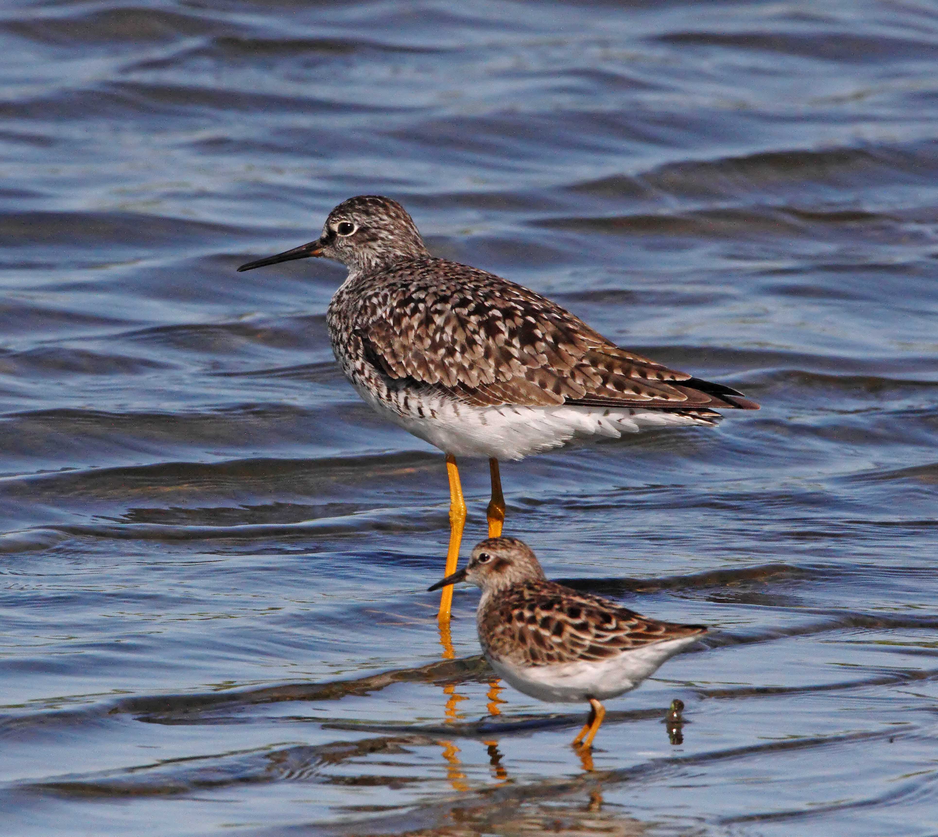 Least Sandpiper and Greater Yellowlegs_2897.jpg