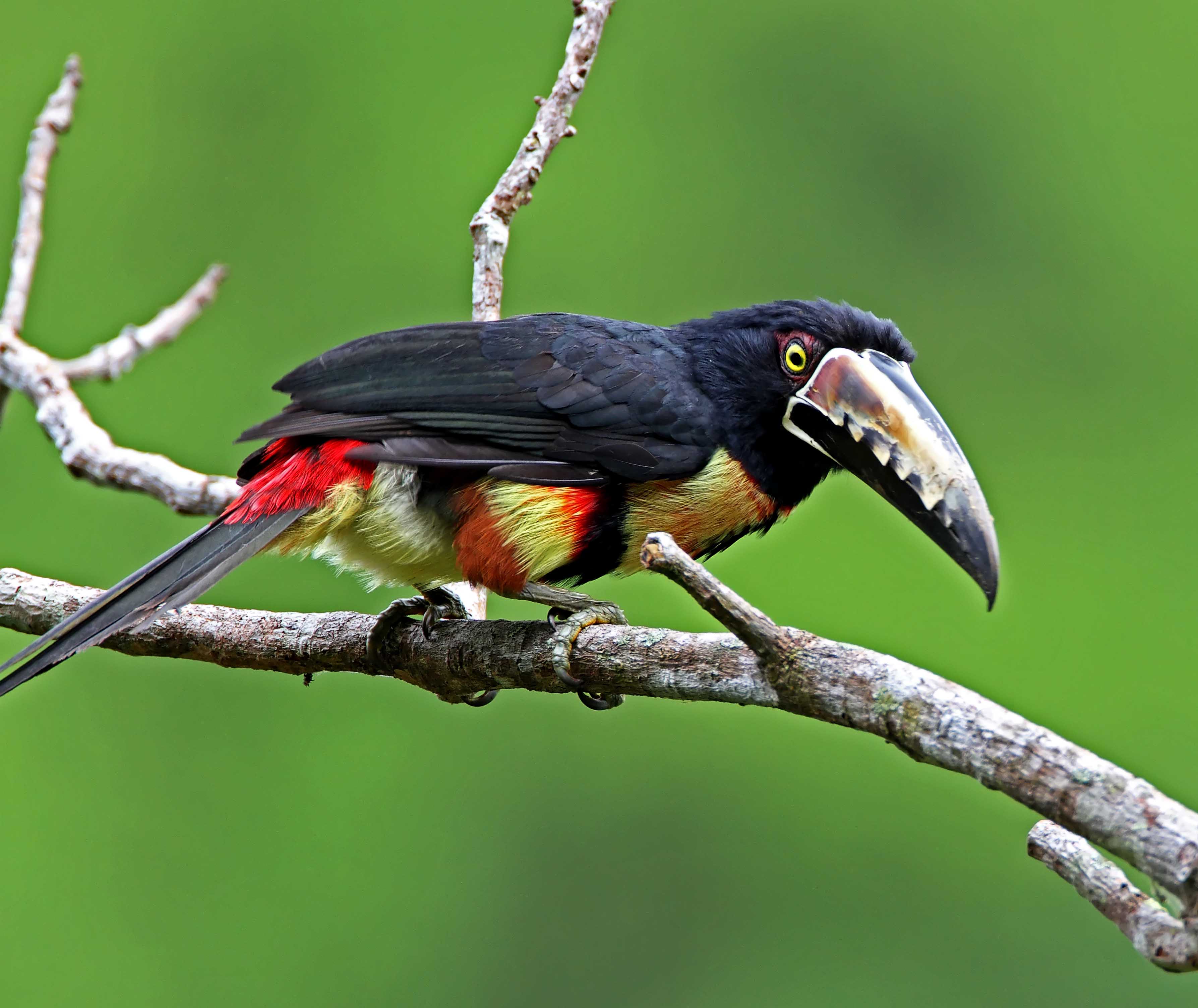 Collared Aracari_9749.jpg