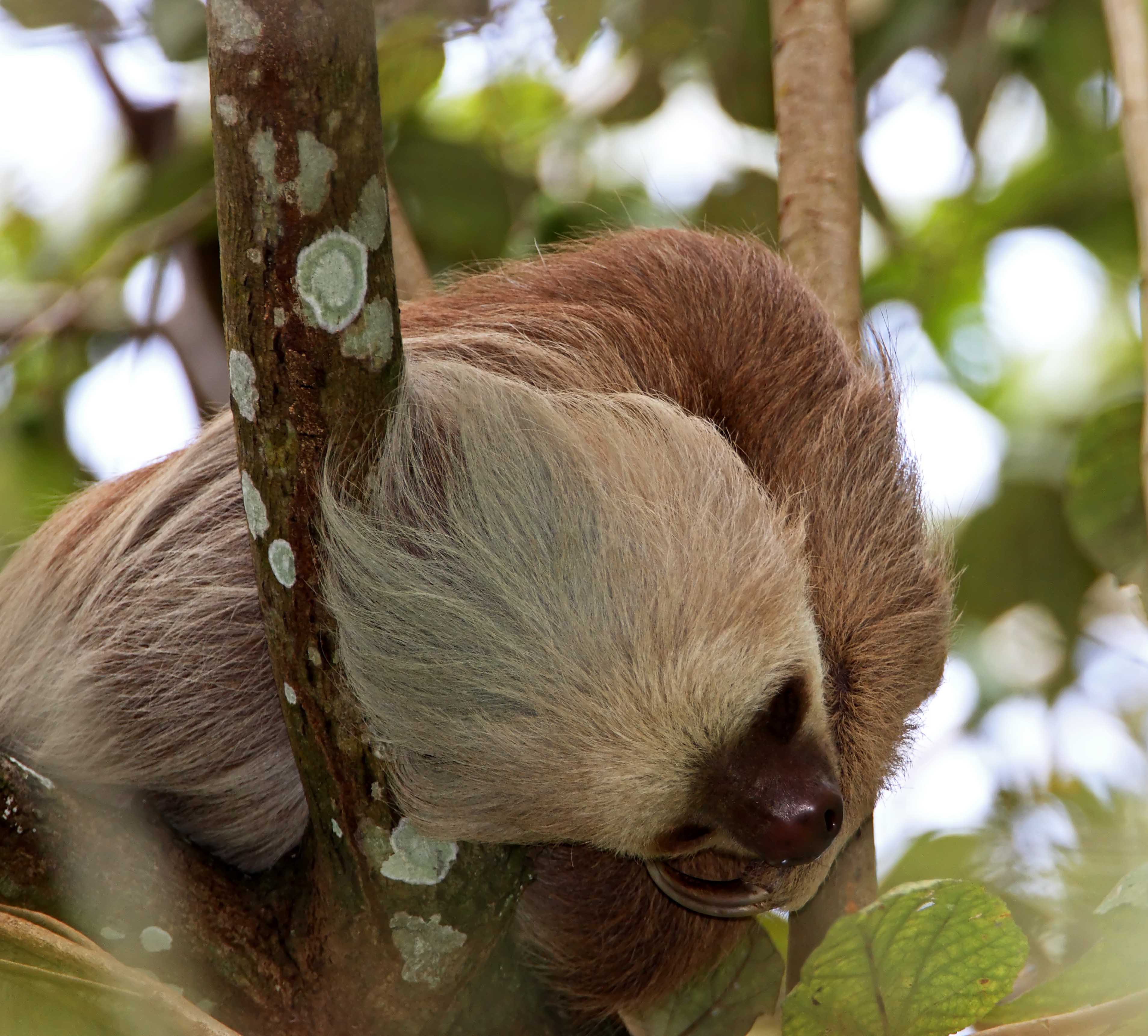 Hoffmanns Two-toed Sloth_6077.jpg