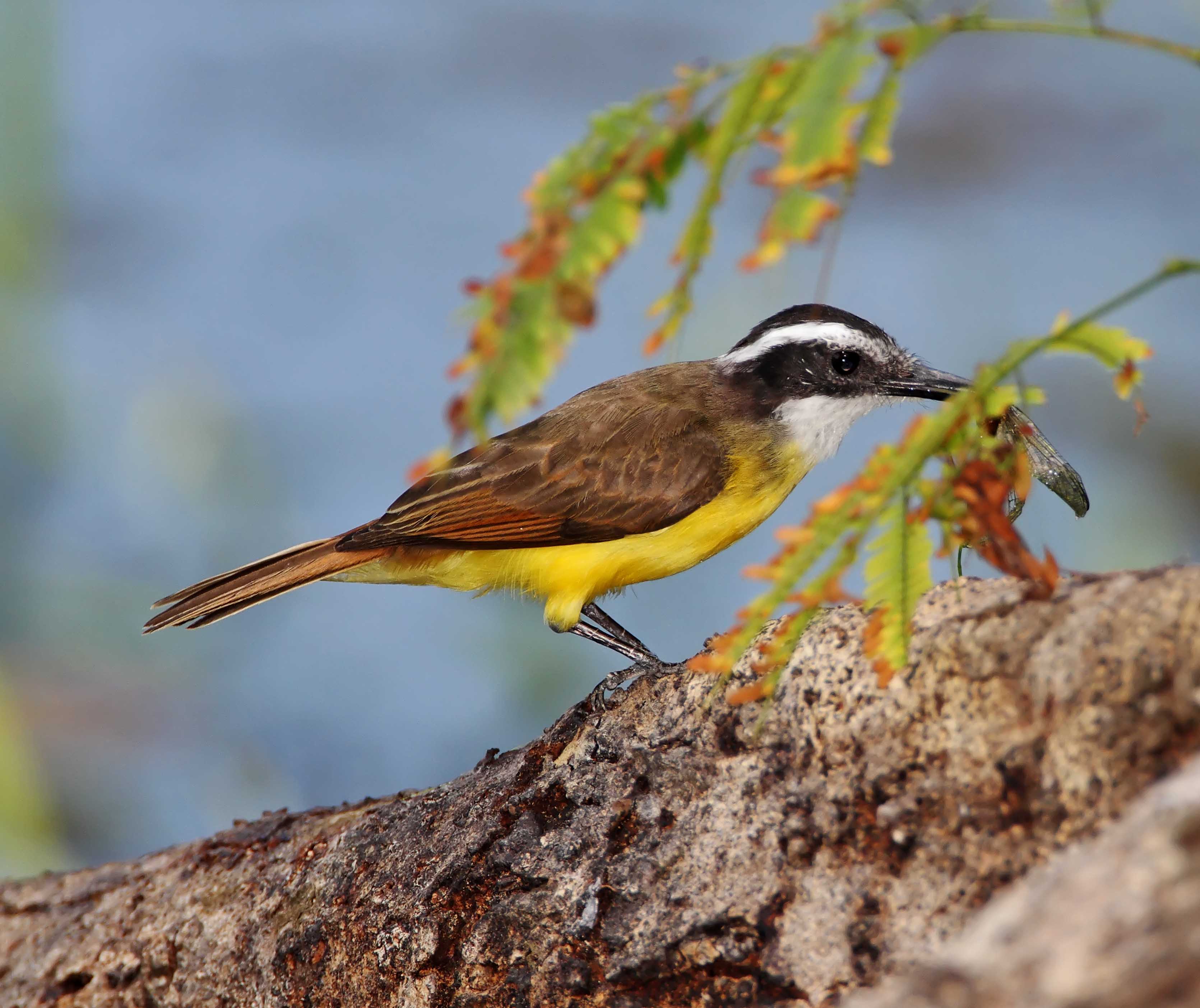 Lesser Kiskadee_8460.jpg