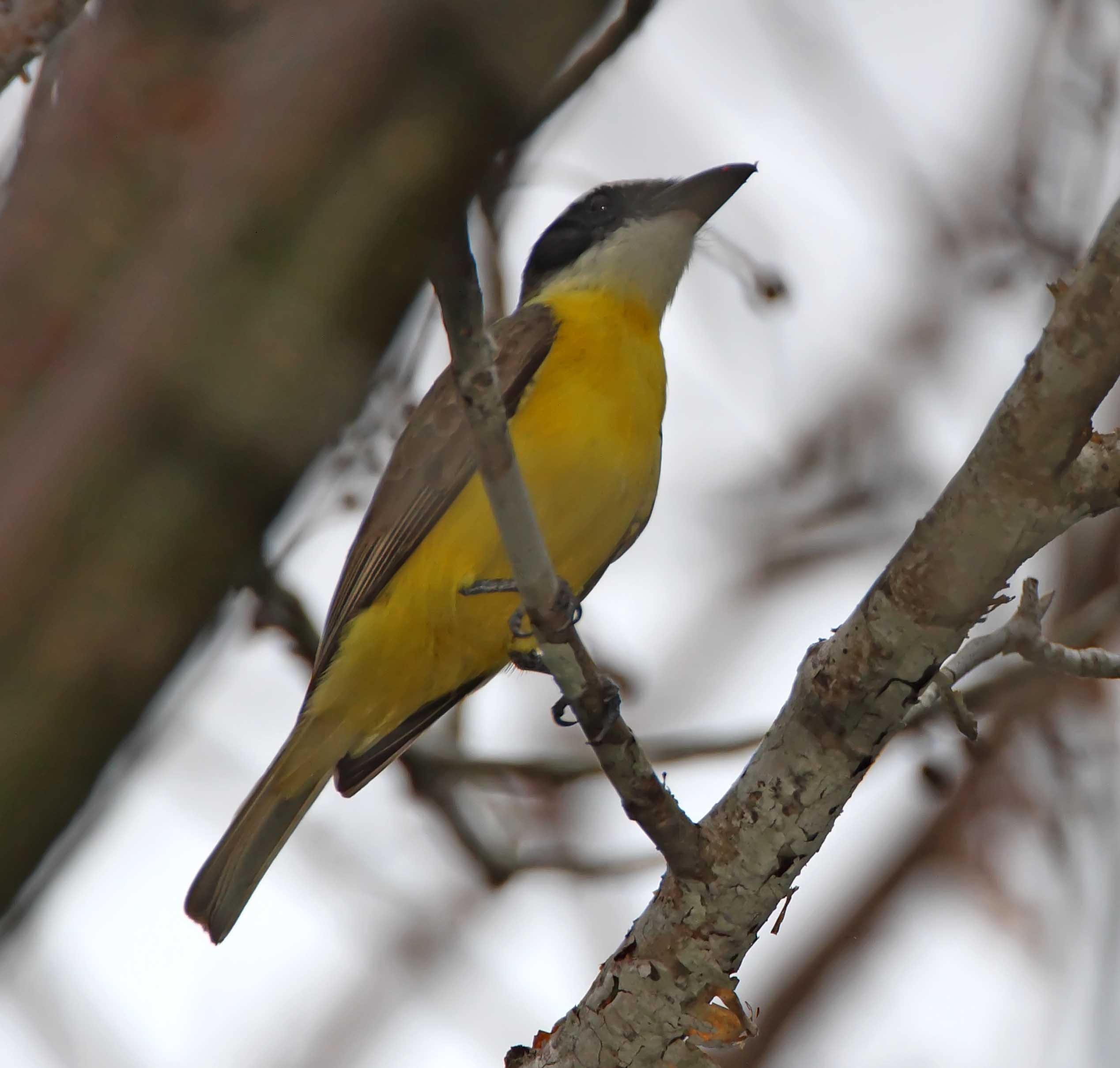 Boat-billed Flycatcher_6317.jpg