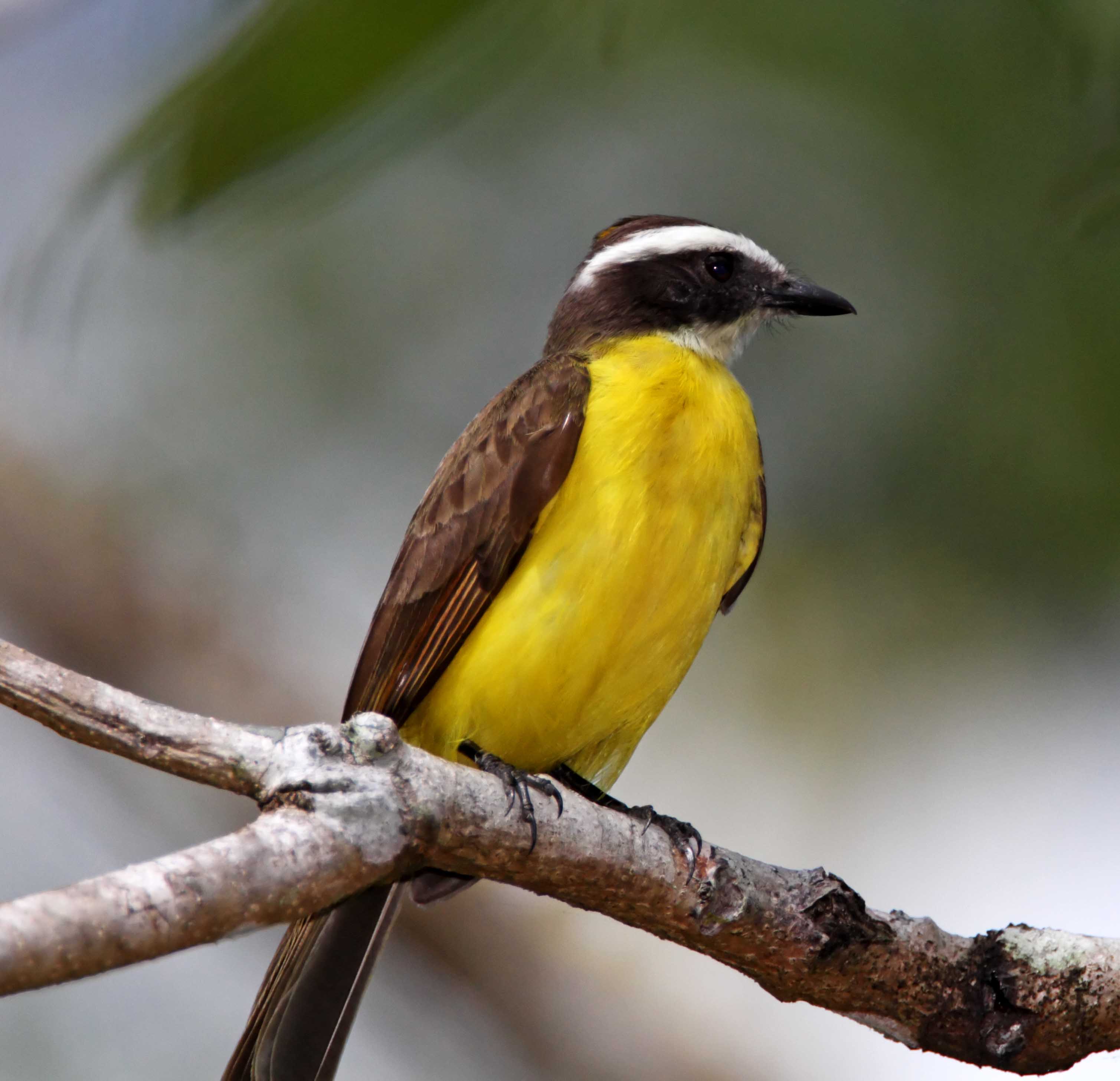 Rusty-margined Flycatcher_7999.jpg