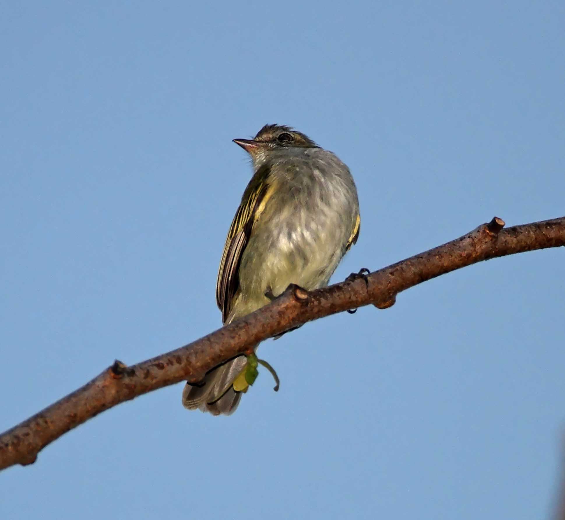 Mistletoe Tyrannulet_5655.jpg