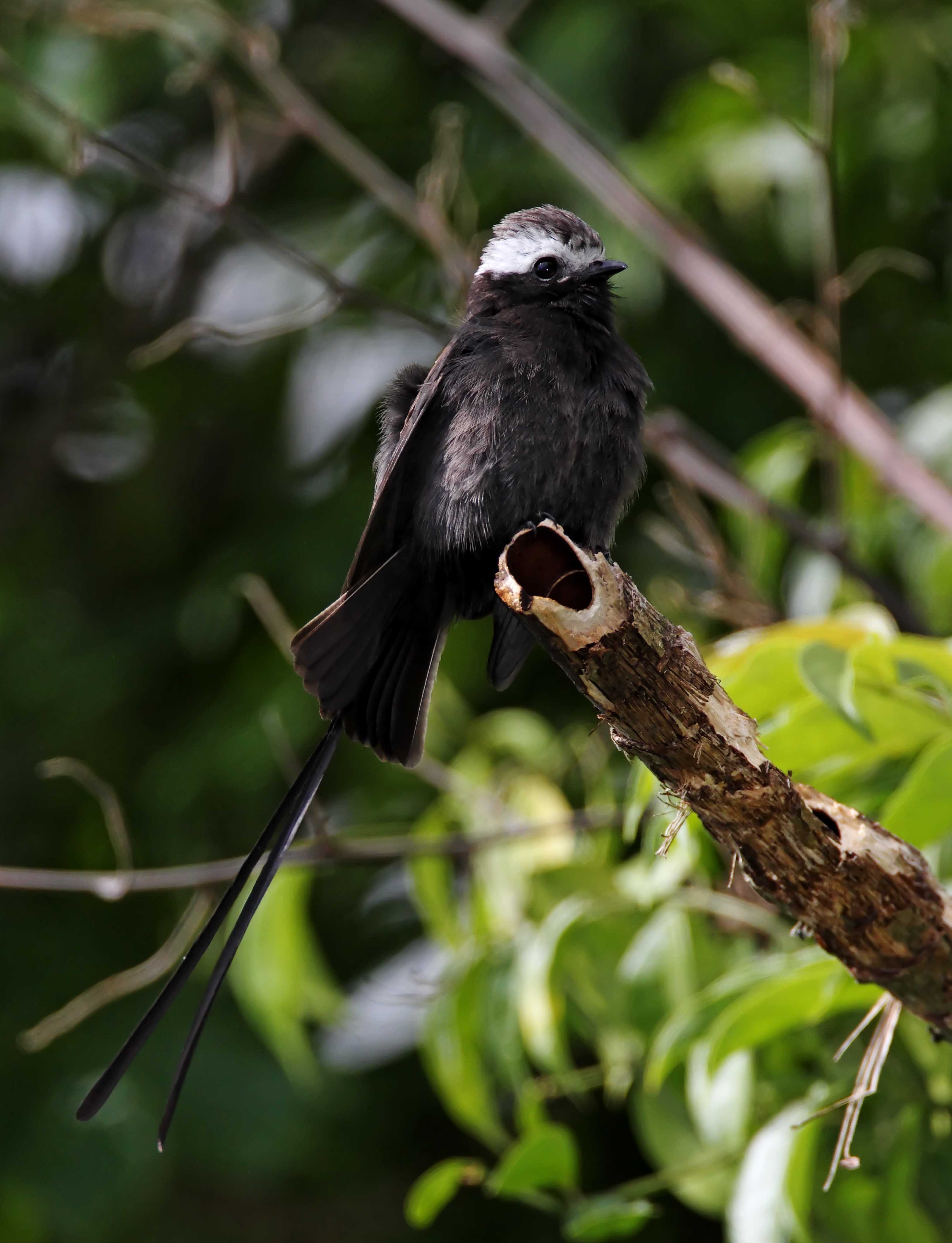 Long-tailed Tyrant_9417.jpg