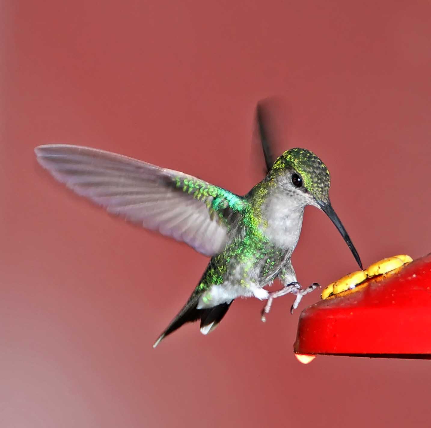 Sapphire-throated Hummingbird - female_7434.jpg