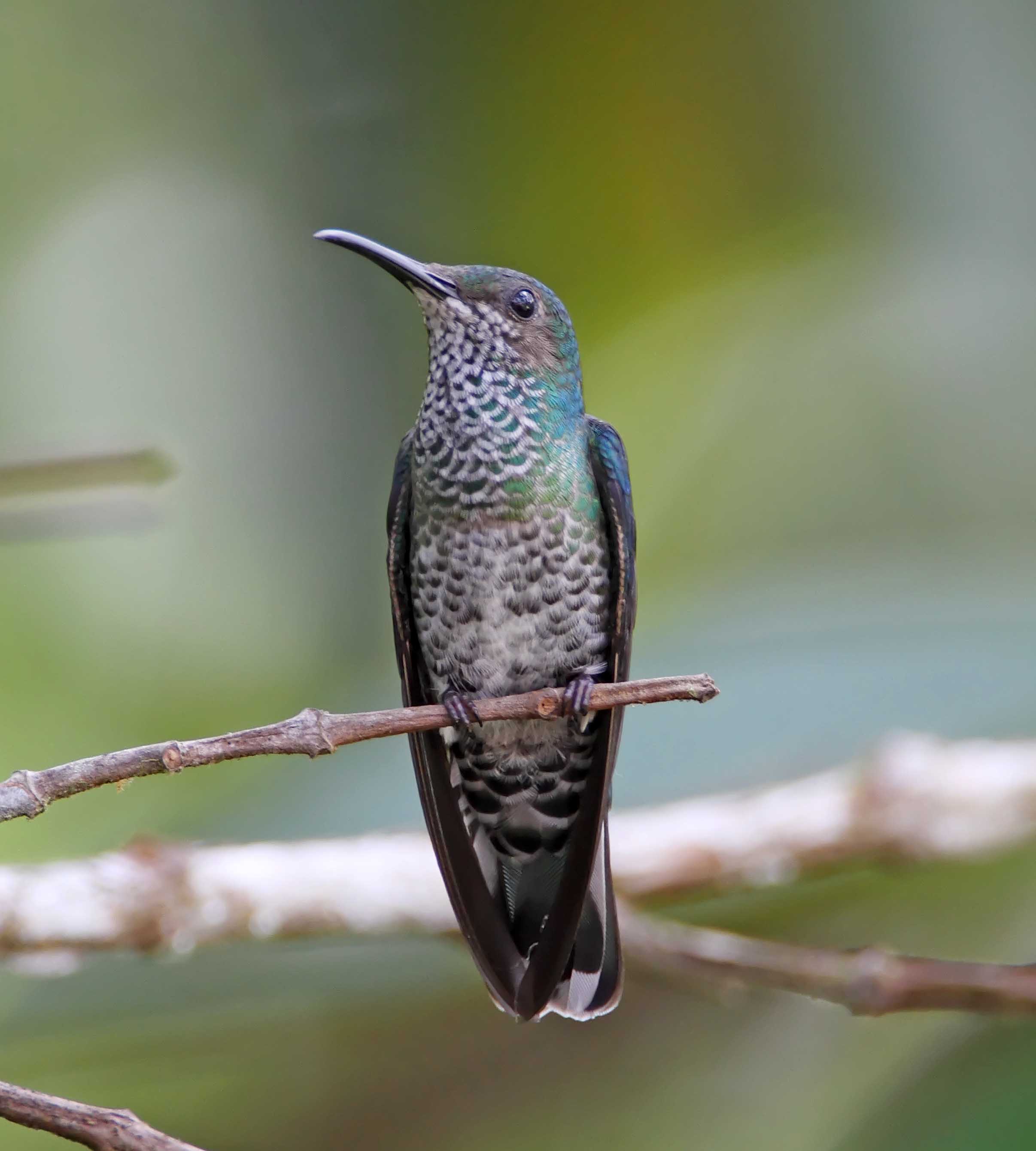 White-necked Jacobin - female_7180.jpg