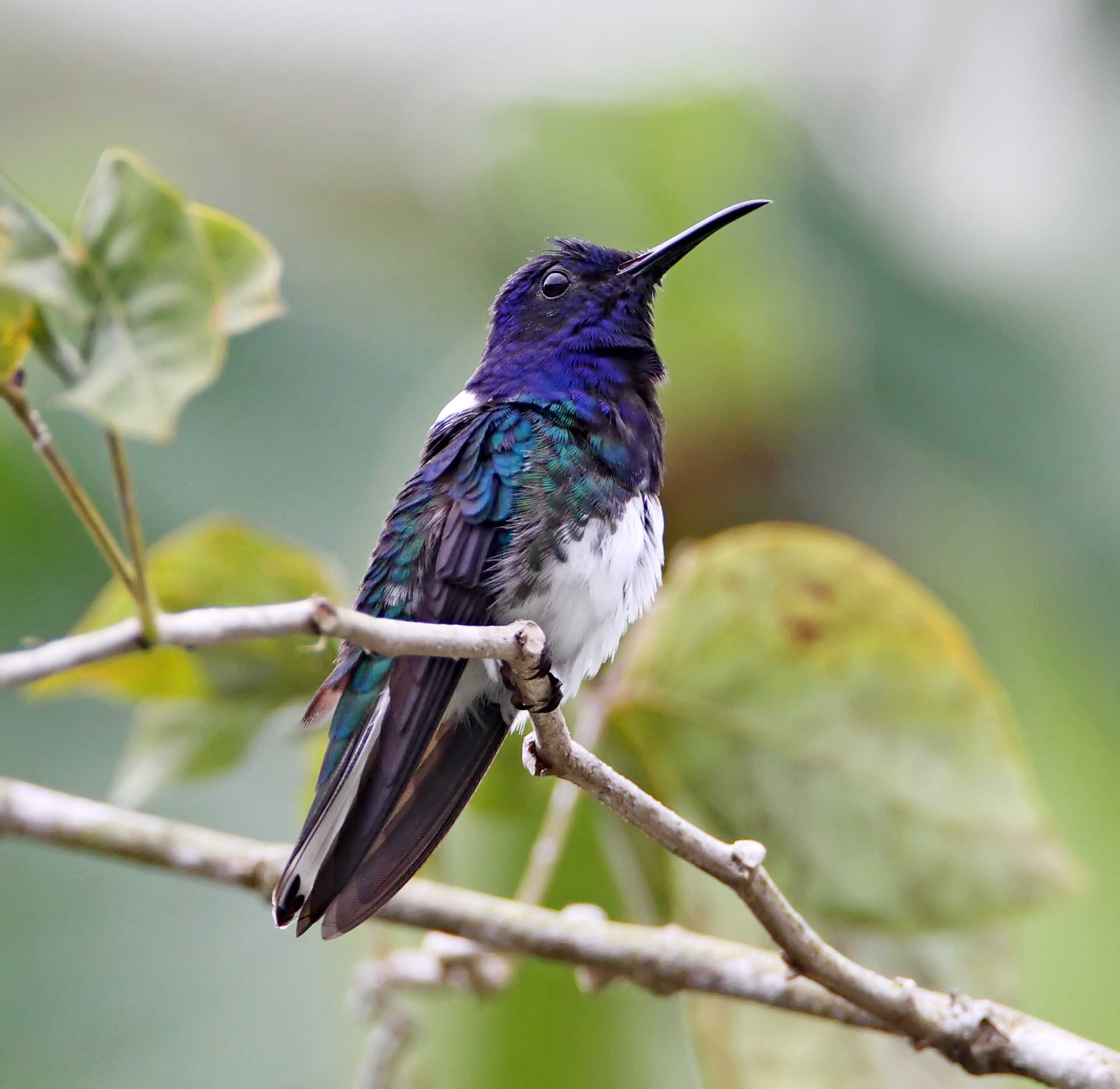 White-necked Jacobin - male_7440.jpg