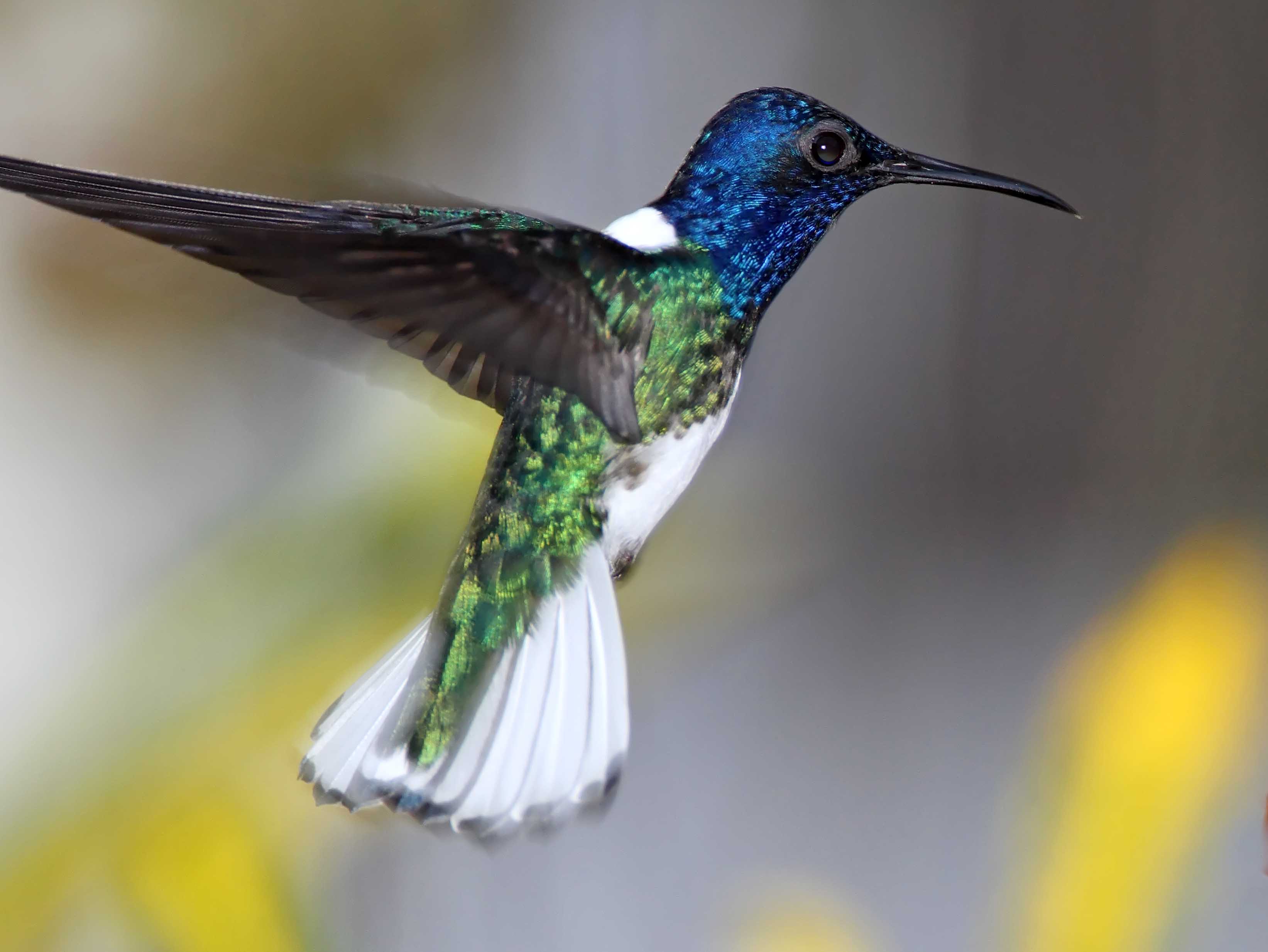 White-necked Jacobin - male_7676.jpg