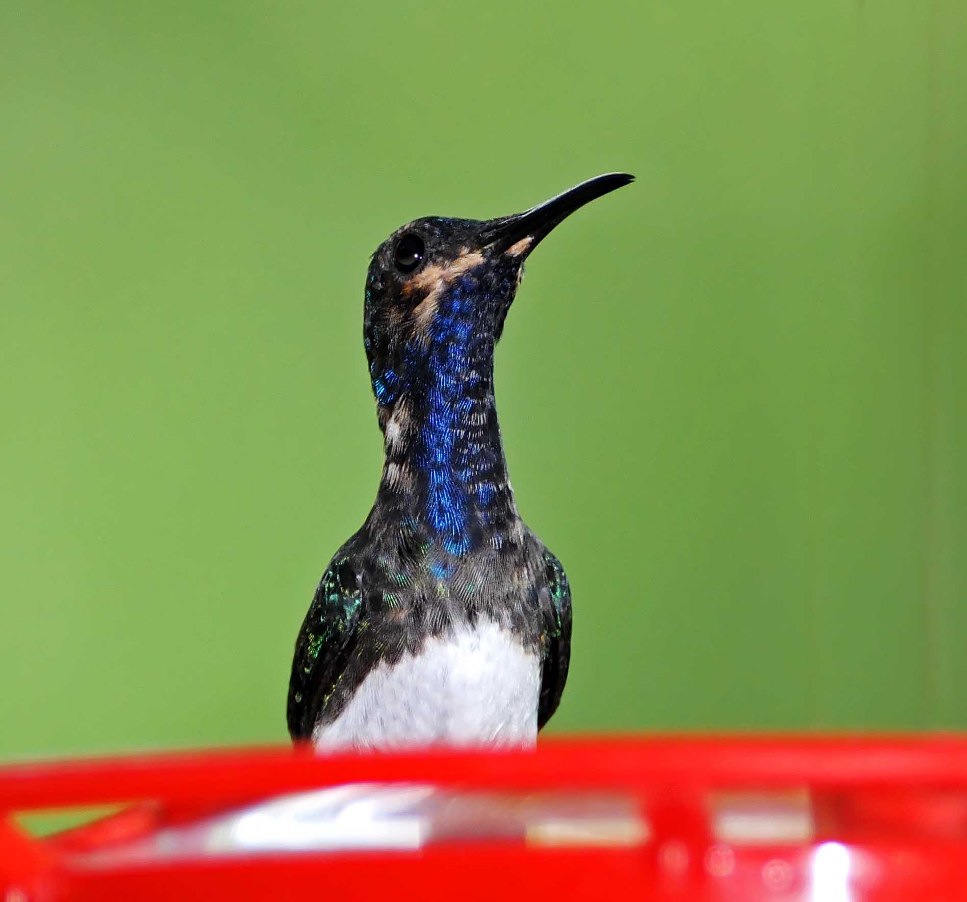 White-necked Jacobin - juvenile male_8490.jpg