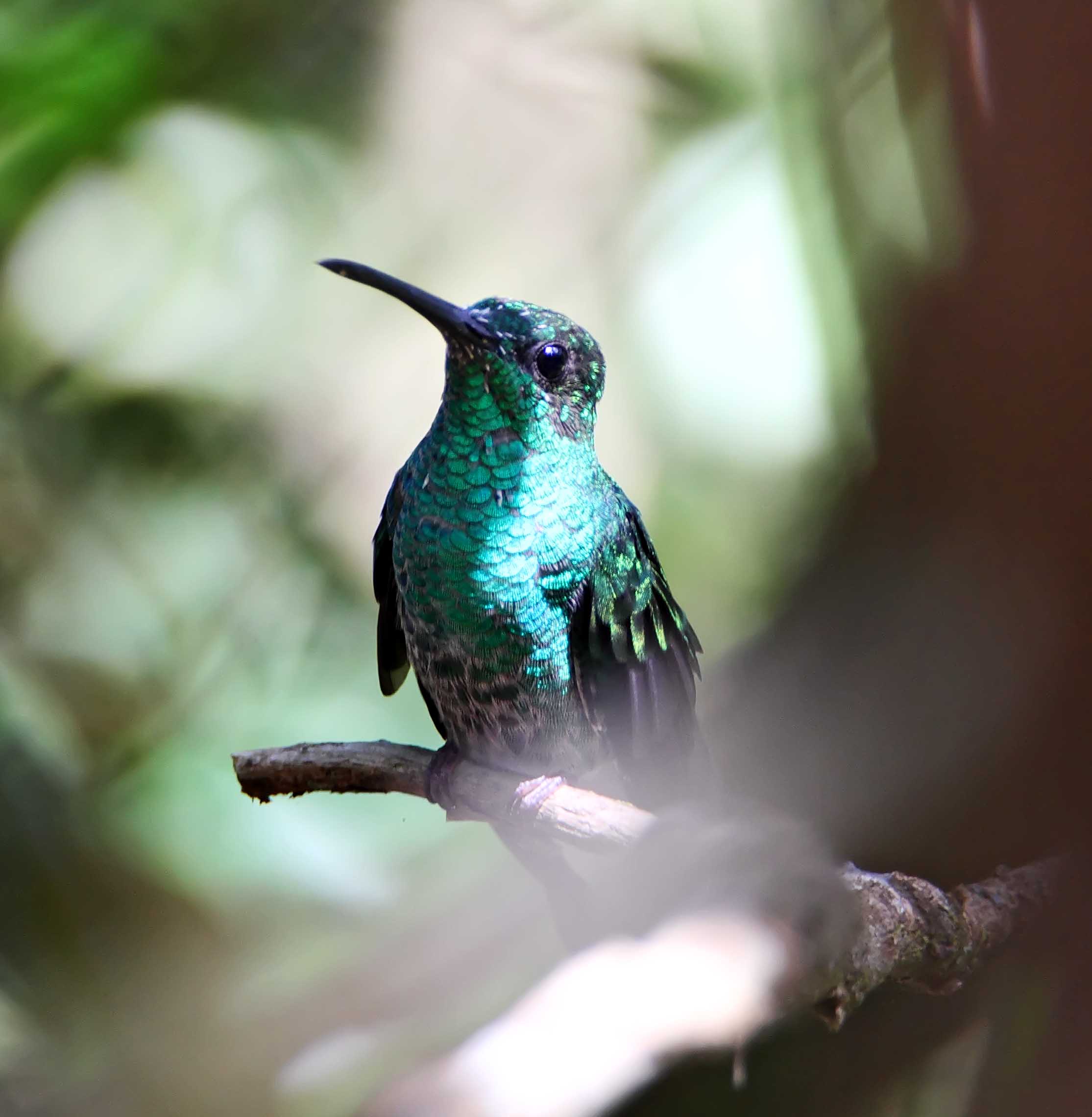 White-vented Plumeleteer - male_9938.jpg
