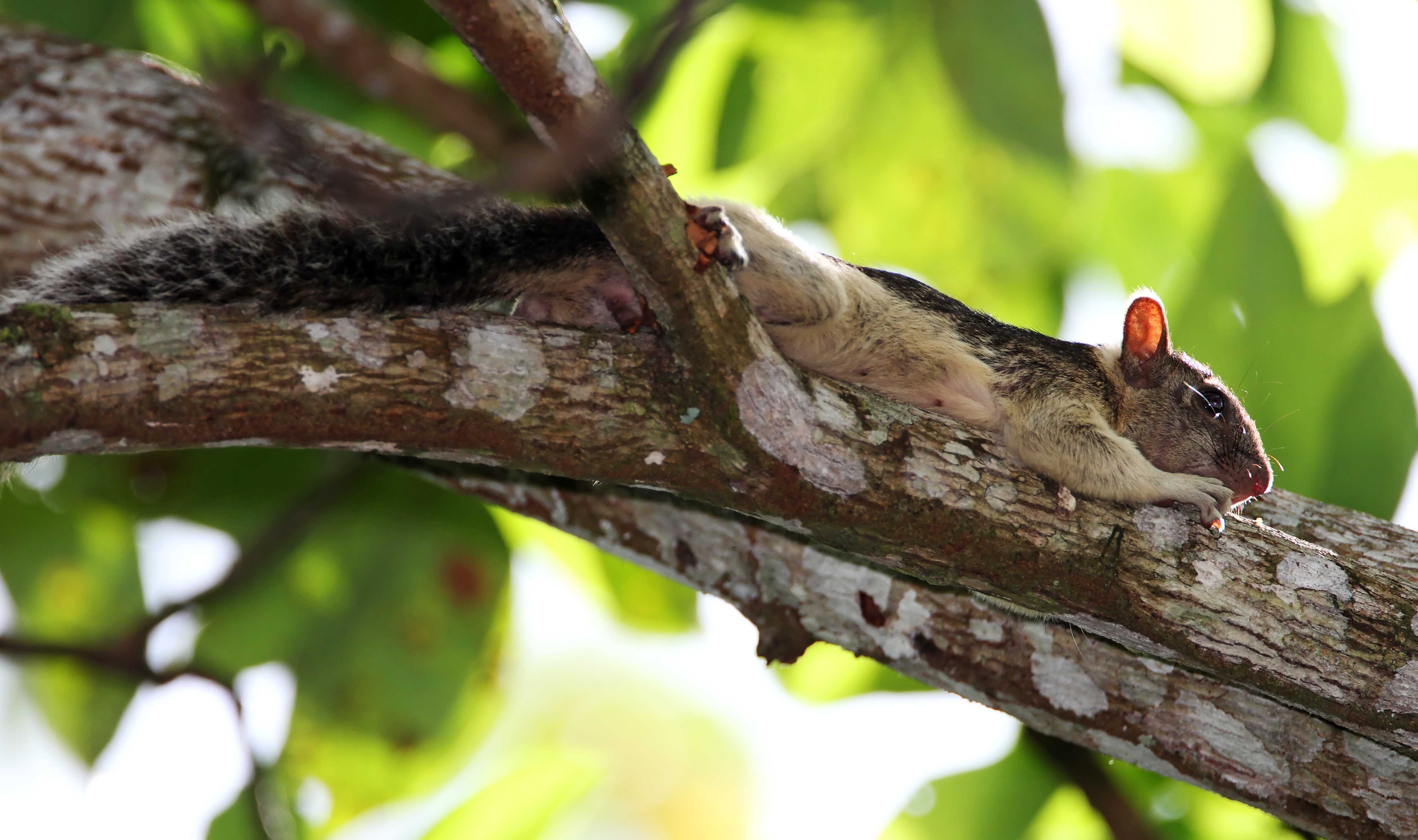 Variegated Squirrel_8142.jpg