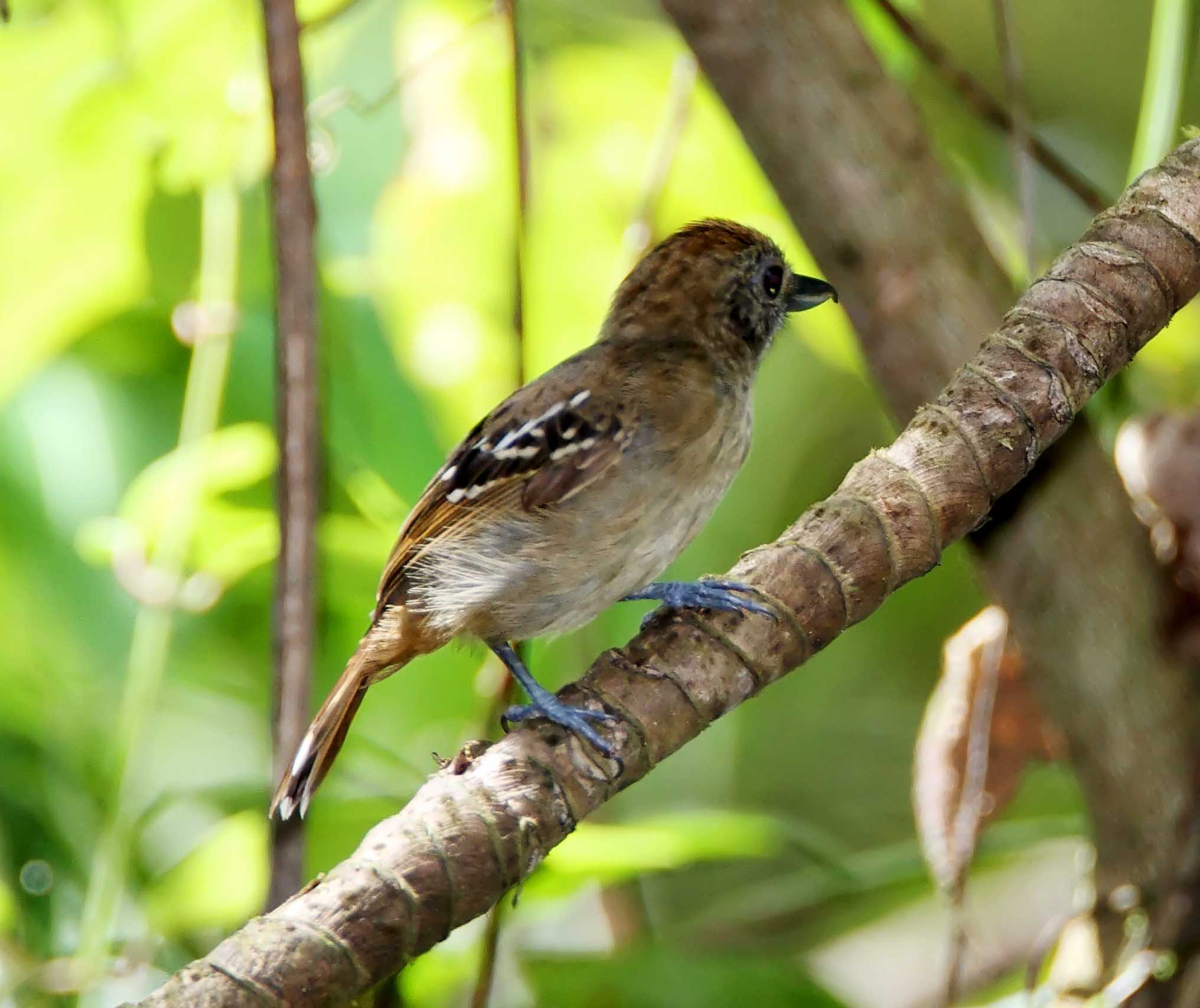 Black-crowned Antshrike - female_8496.jpg