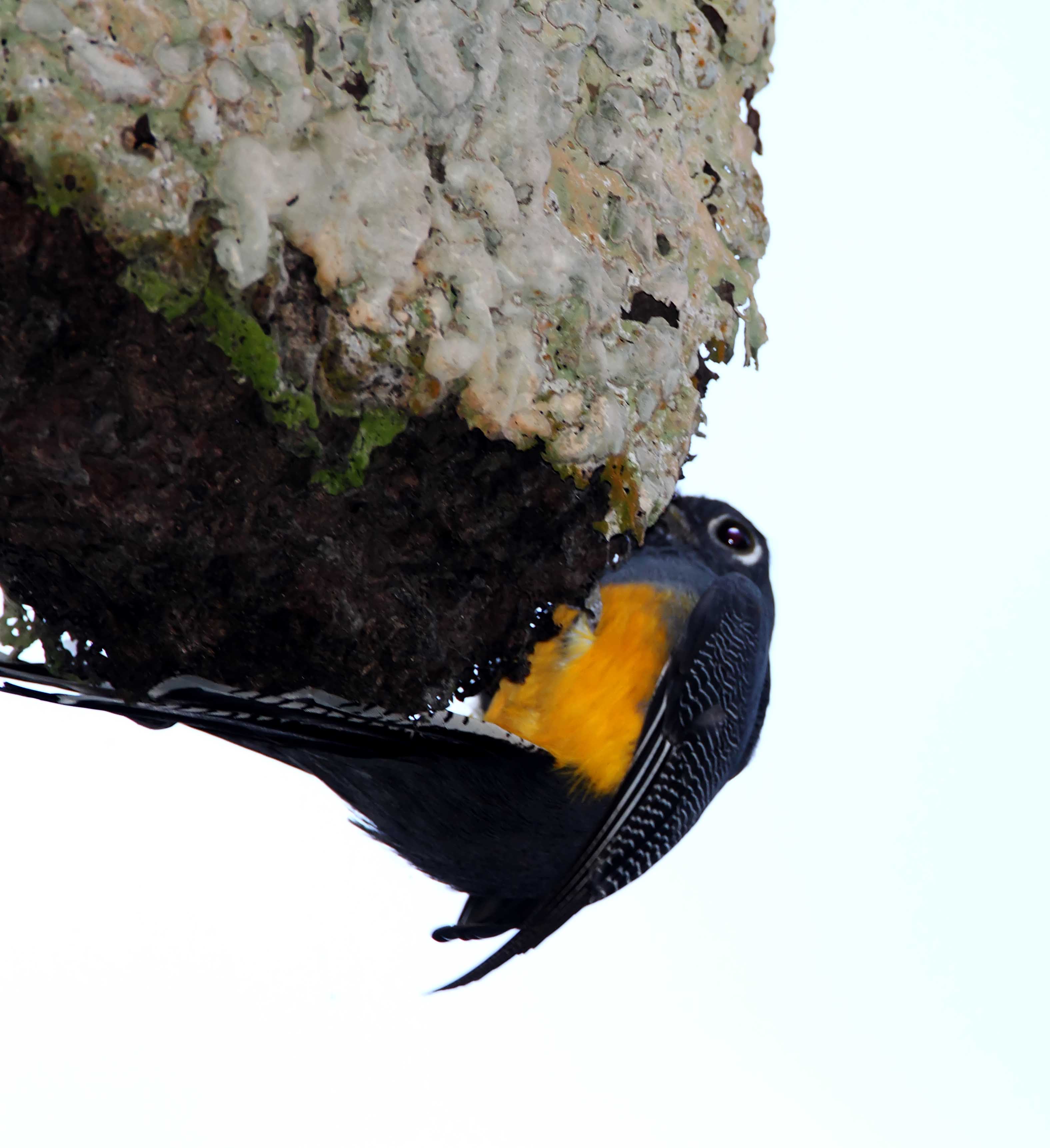 Gartered Trogon - female_8442.jpg
