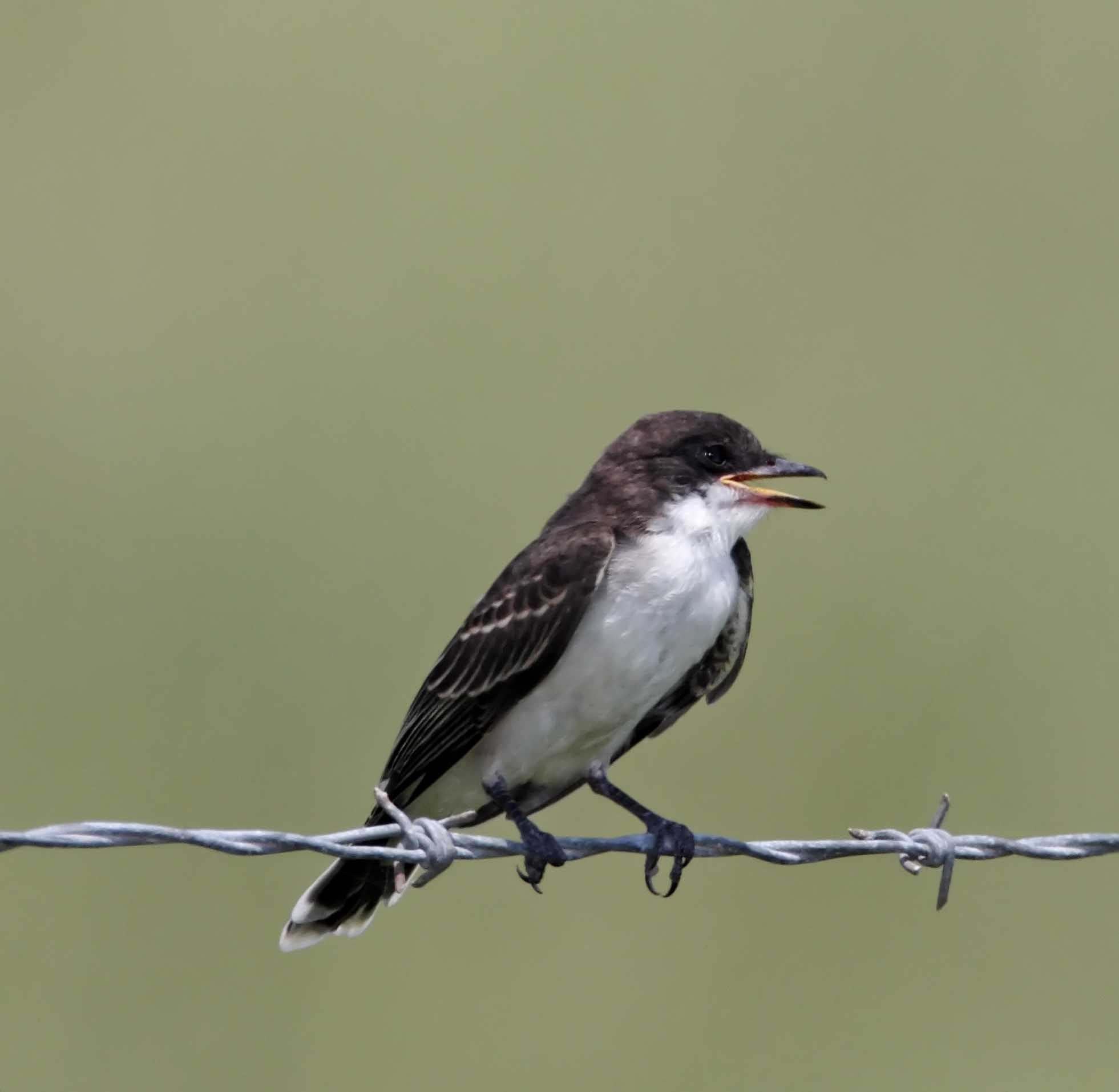 Eastern Kingbird - juvenile_9949.jpg