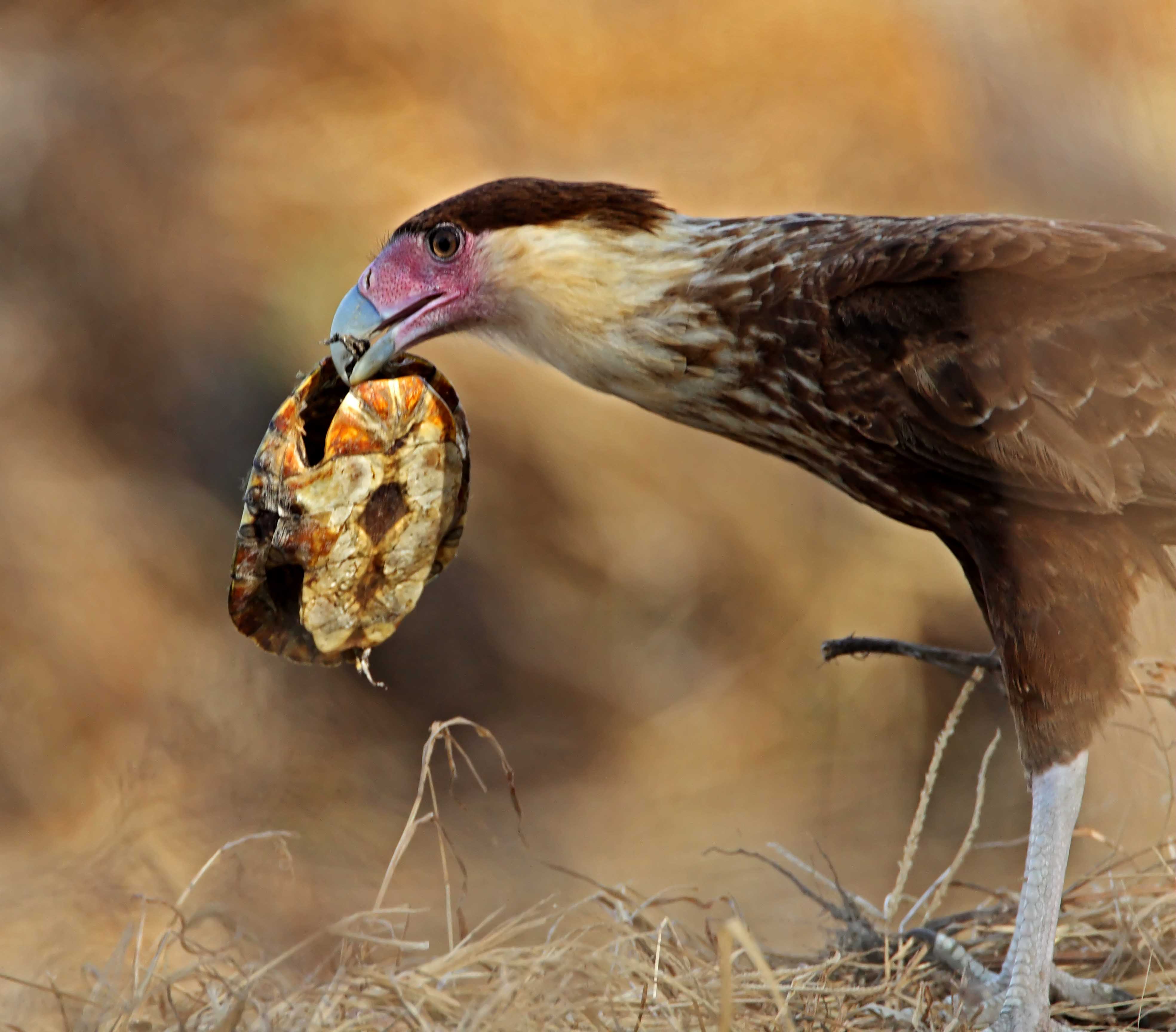 Northern Caracara - juvenile_0367.jpg