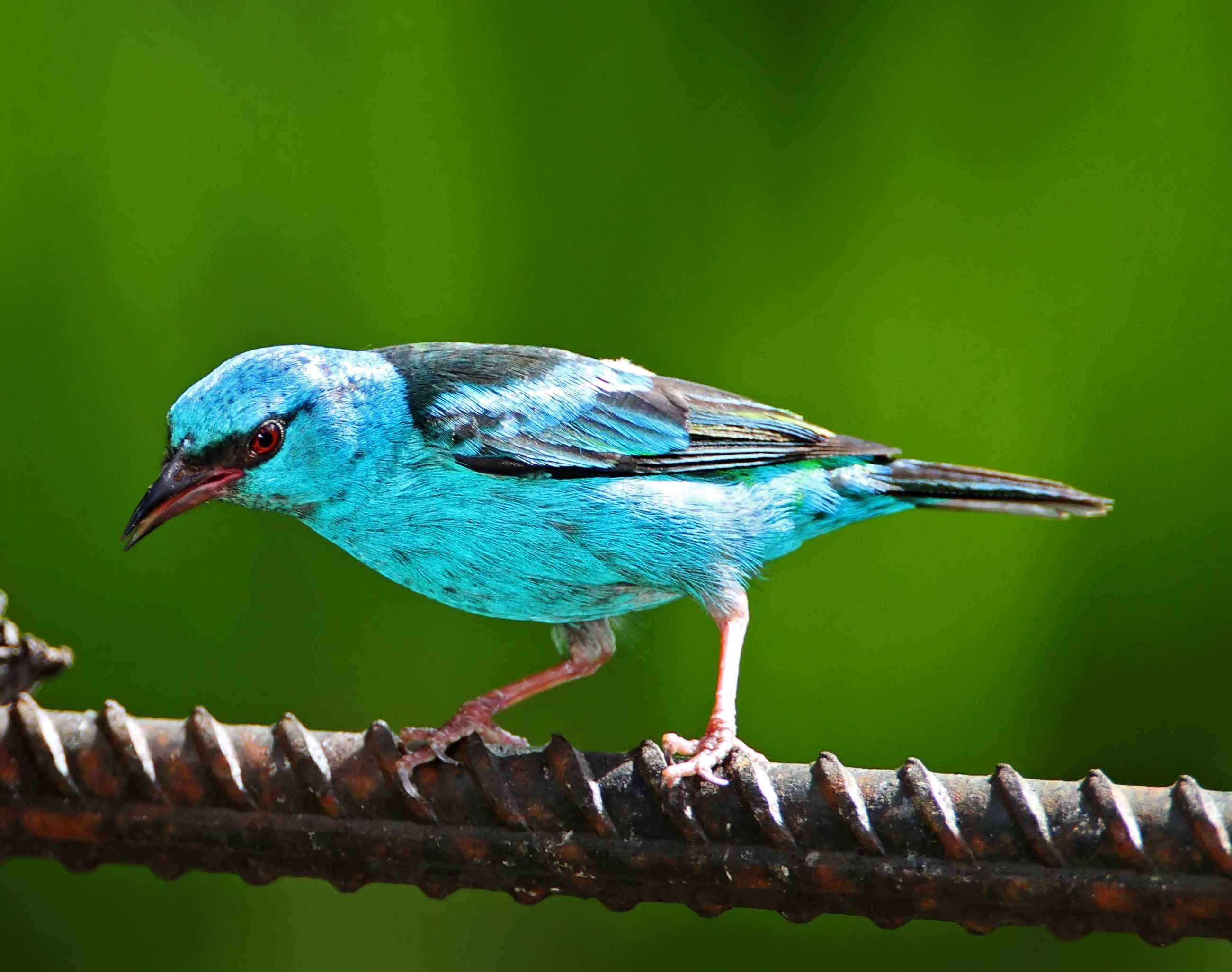 Blue Dacnis - male_6087.jpg