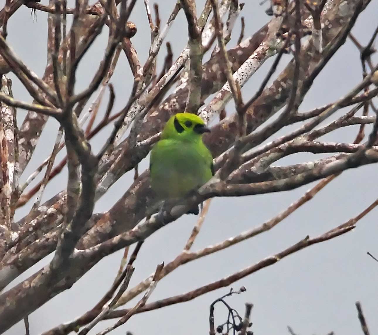 Emerald Tanager_0235.jpg