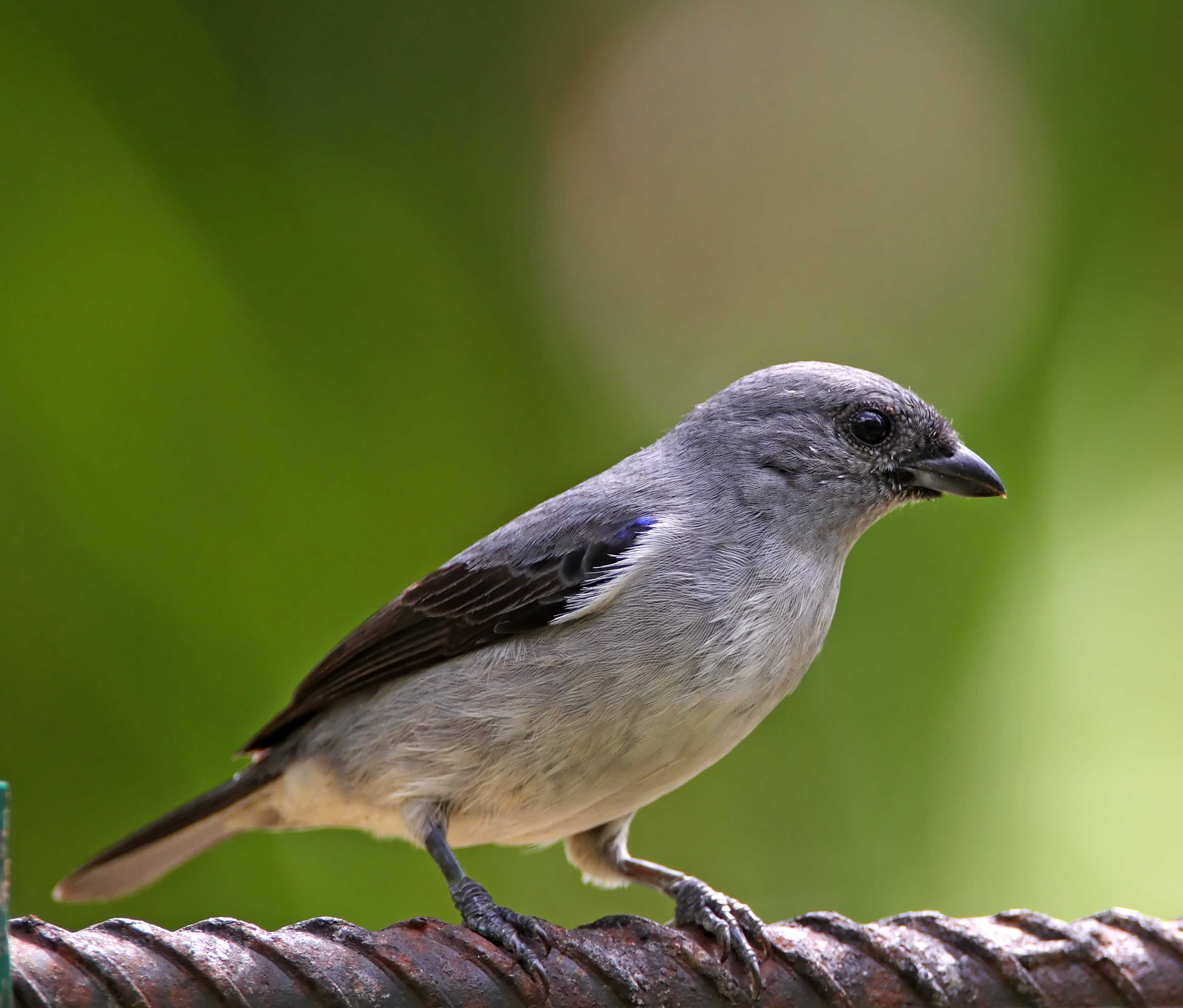 Plain-colored Tanager_6153.jpg