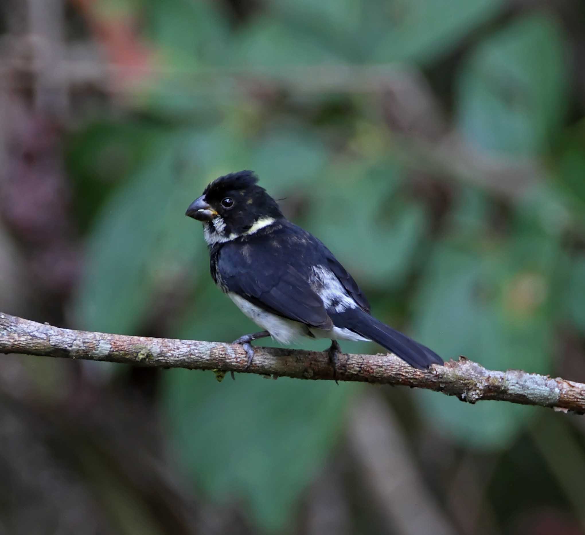 Variable Seedeater - male_5980.jpg