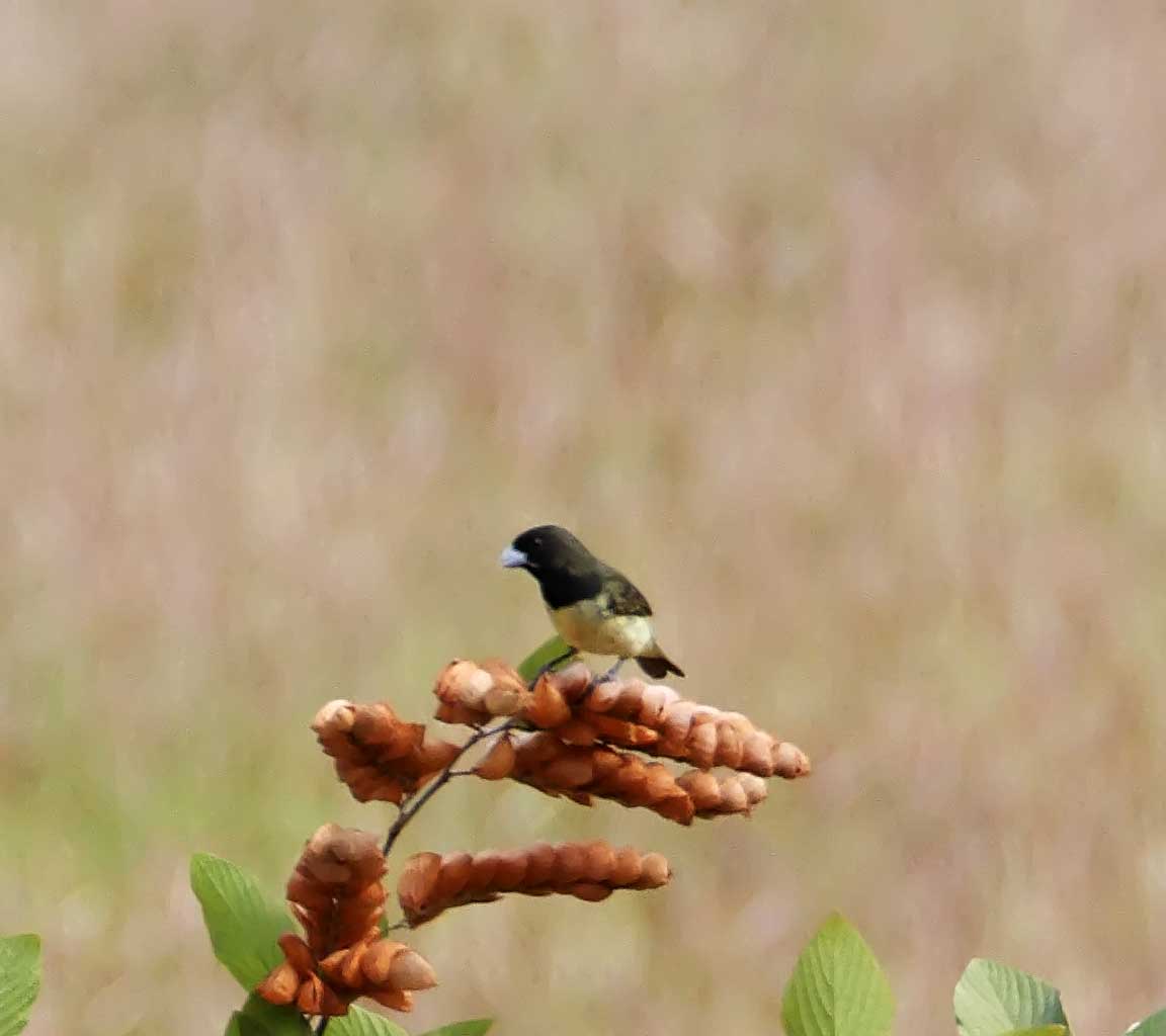 Yellow-bellied Seedeater - male_6351.jpg