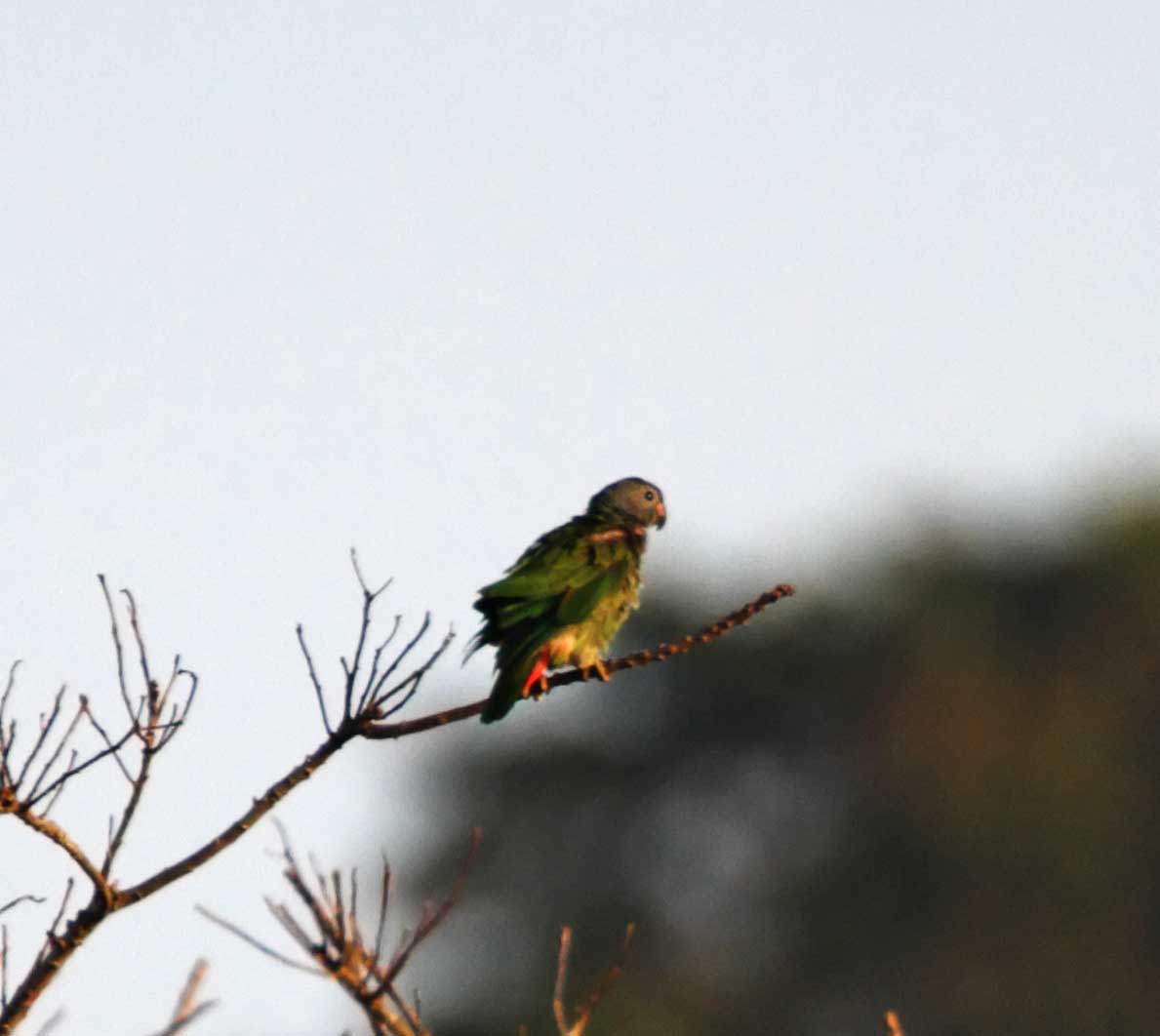 Blue-headed Parrot_8256.jpg