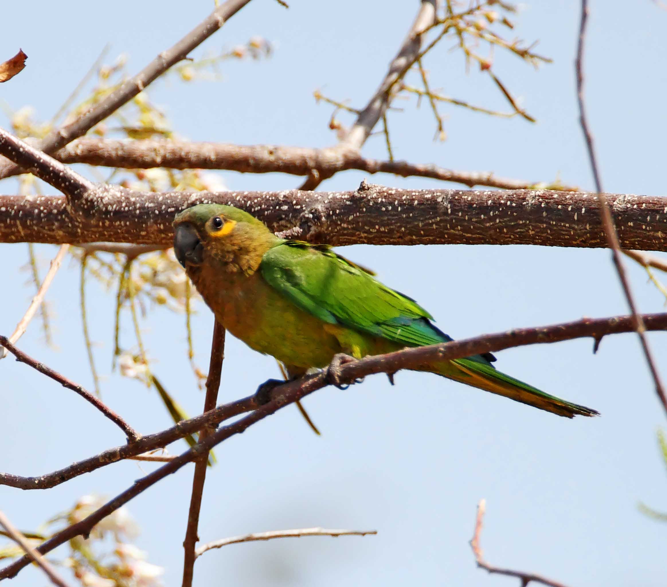 Brown-throated Parakeet_0281.jpg