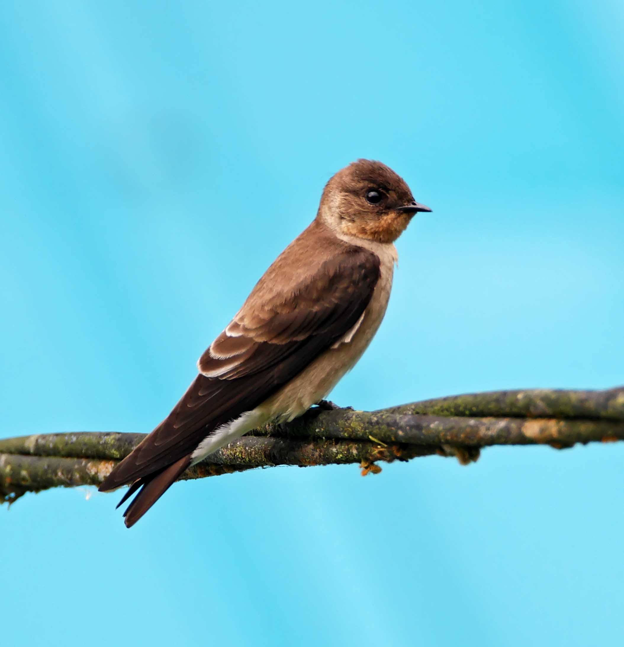 Southern Rough-winged Swallow_9745.jpg