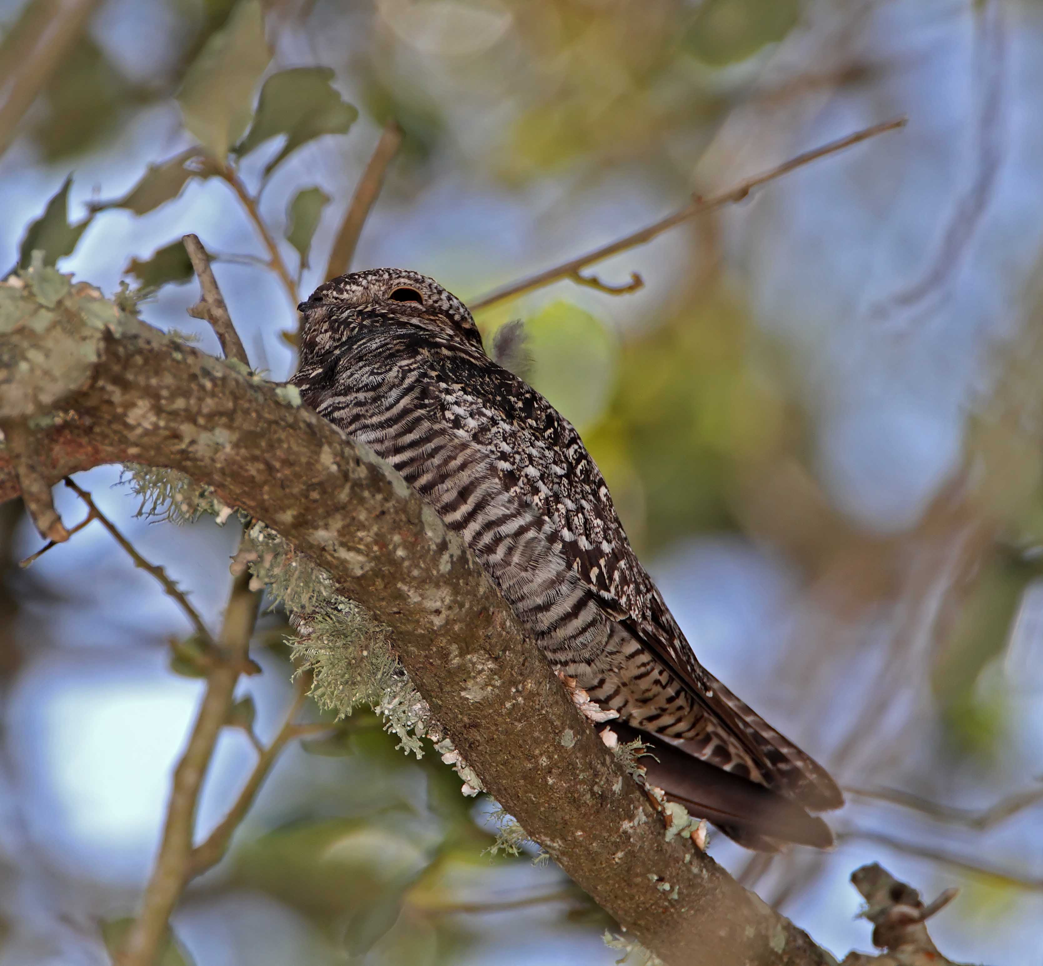 Common NIghthawk - juvenile_0912.jpg