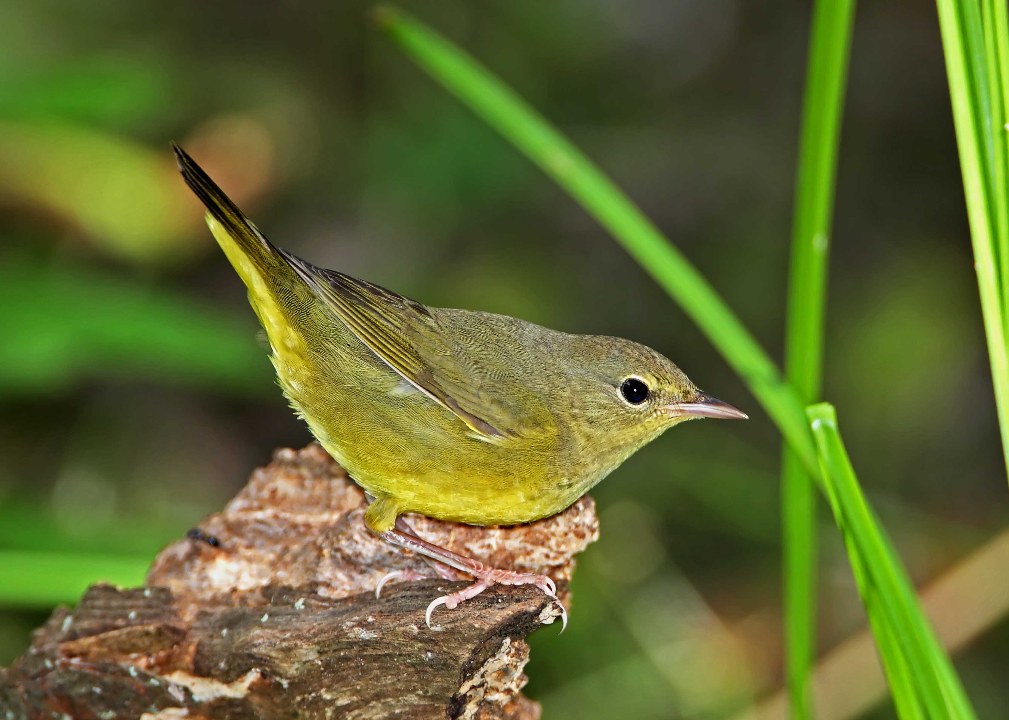 Mourning Warbler - 1st winter_0939.jpg