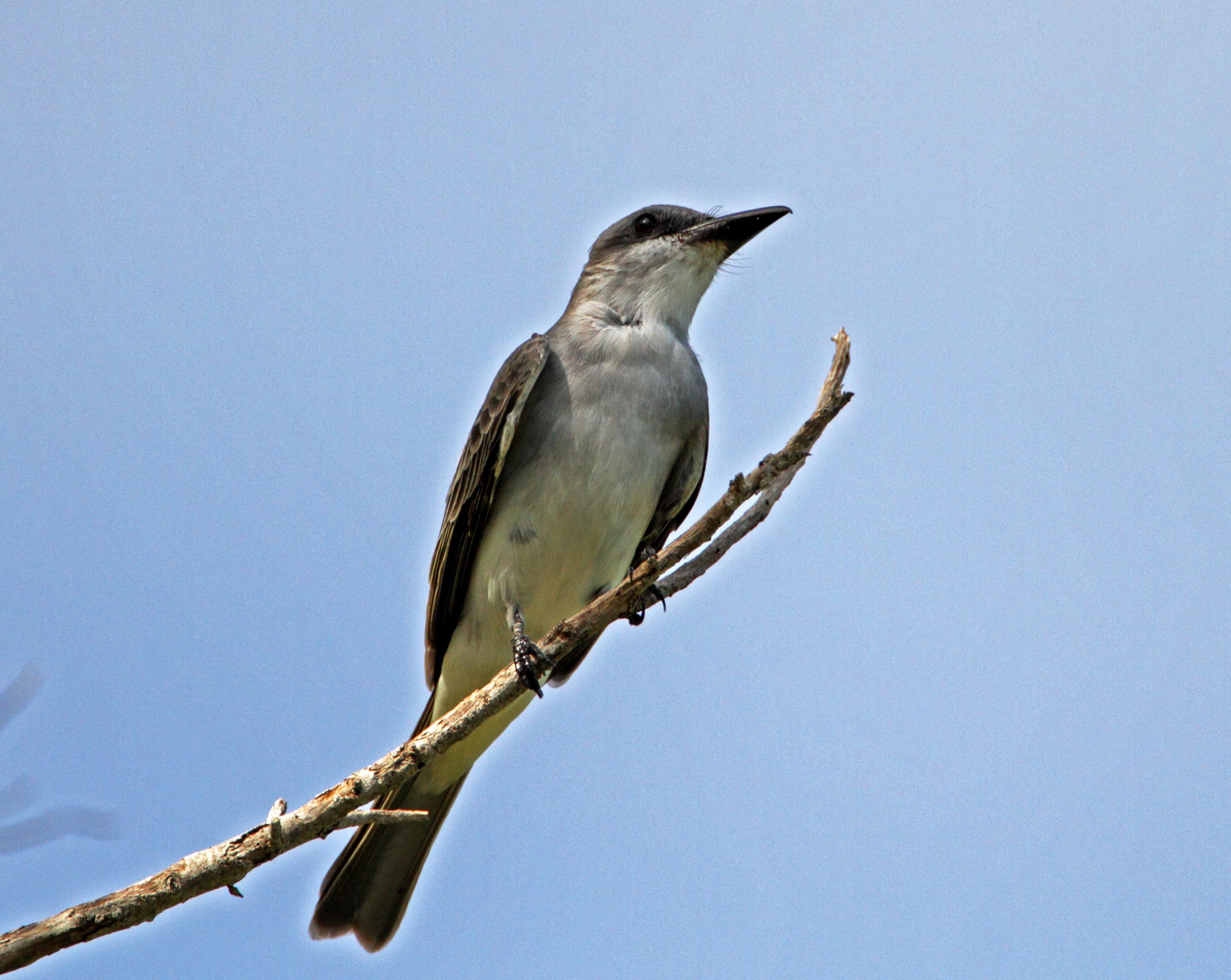 Gray Kingbird_1141.jpg