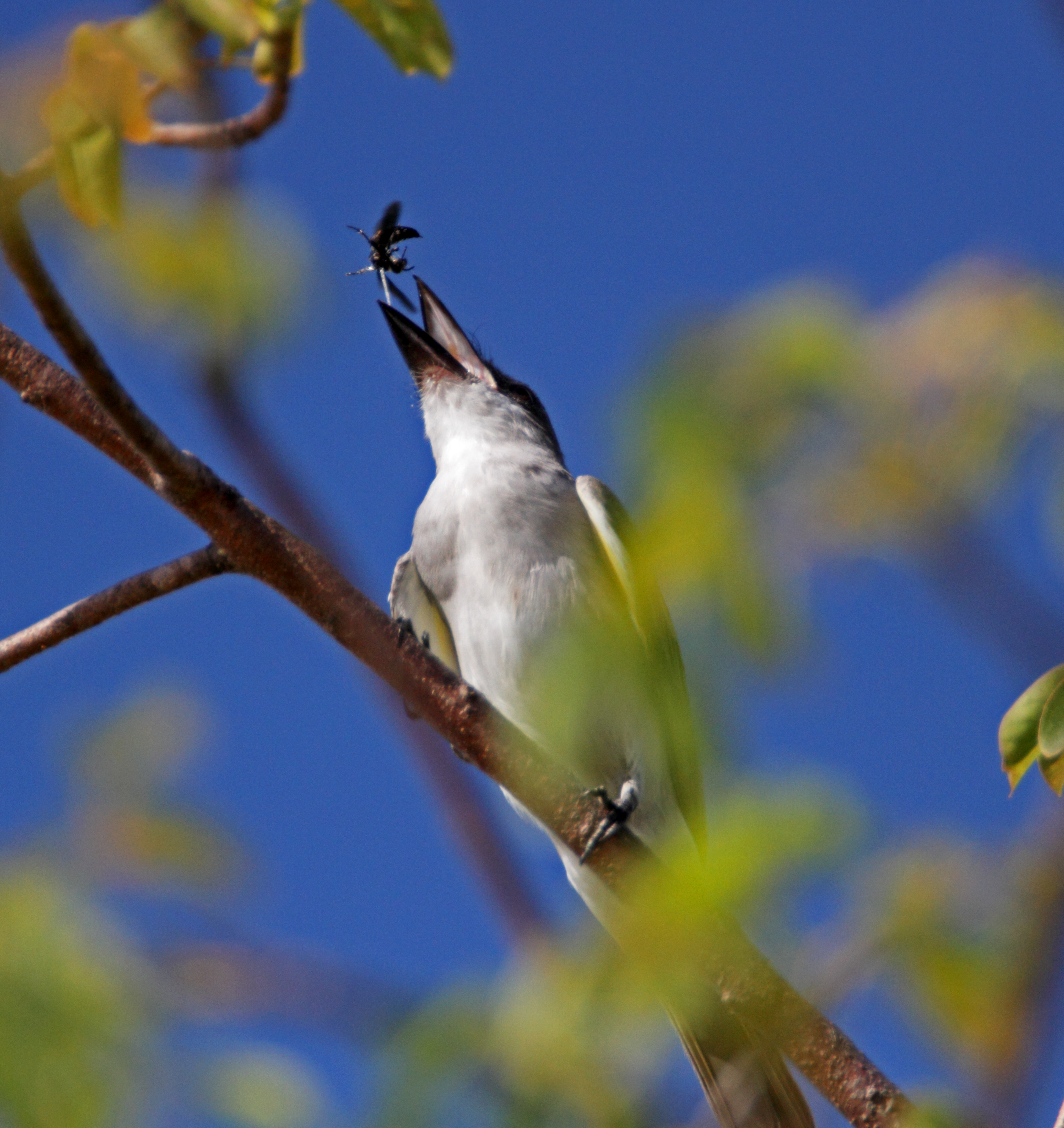 Gray Kingbird with wasp_1066.jpg