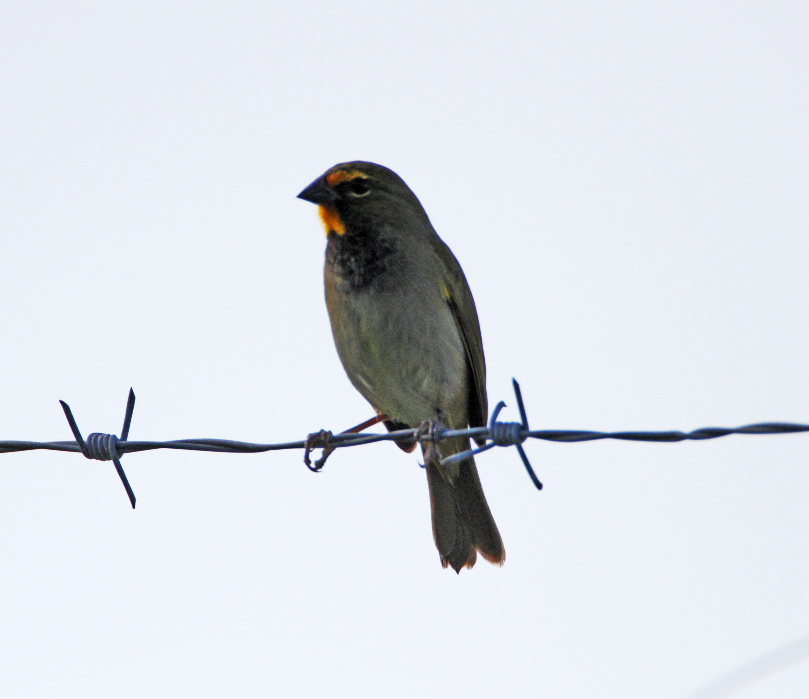 Yellow-faced Grassquit_1115.jpg