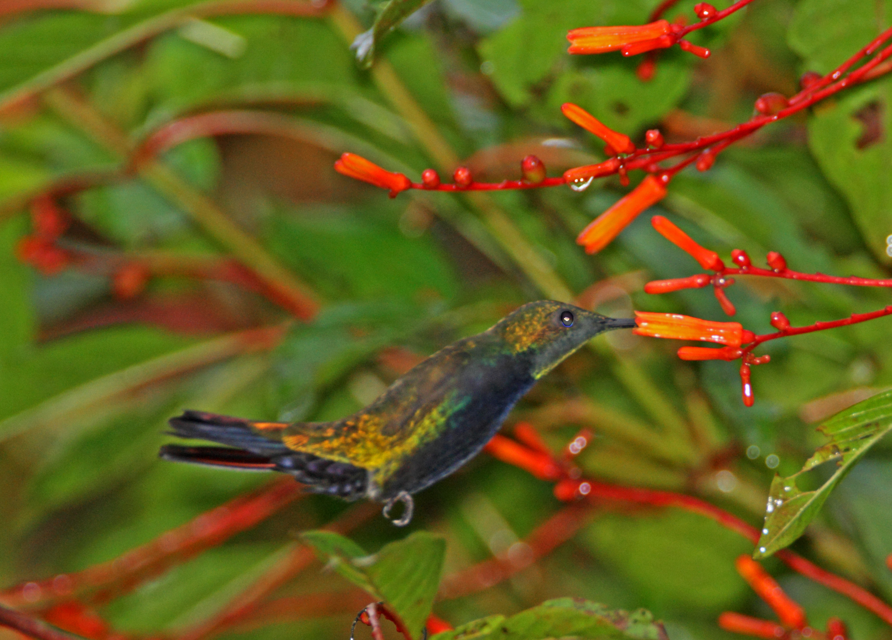 Puerto Rican Mango - male_1275.jpg