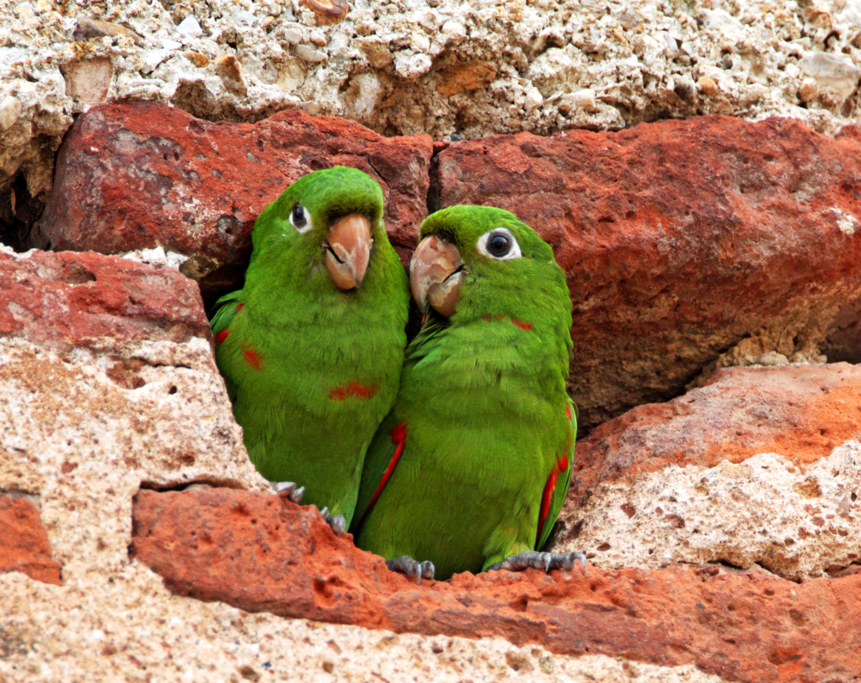 Hispaniolan Parakeet_1414.jpg