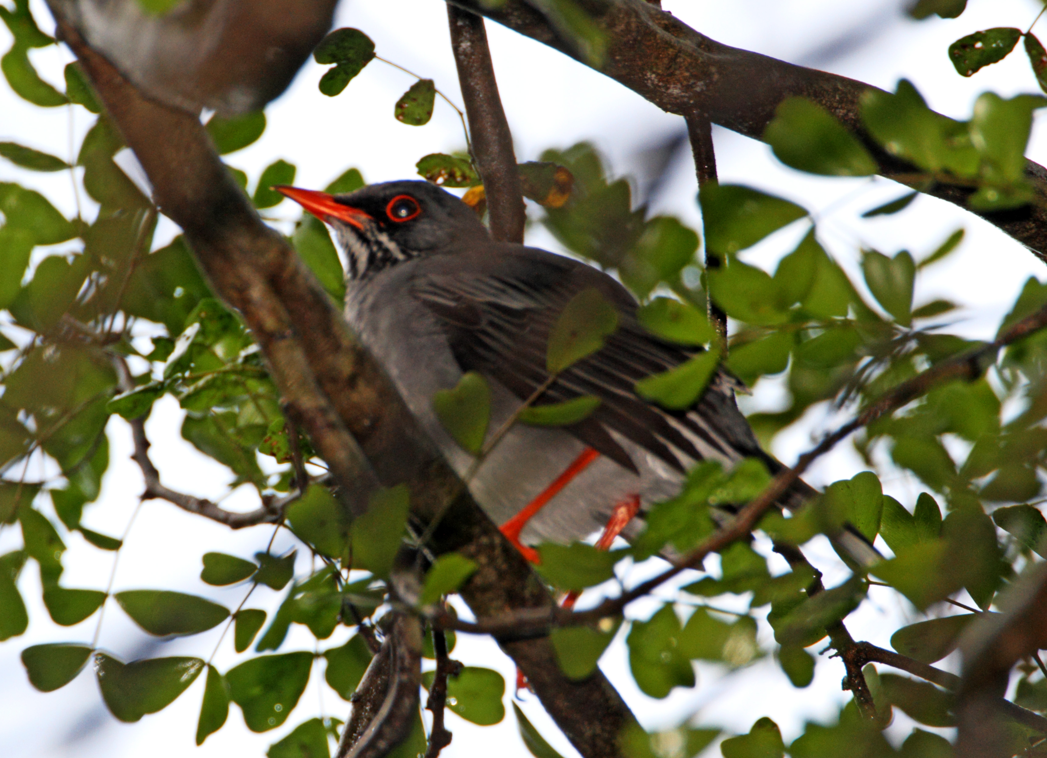 Red-legged Thrush_1269.jpg