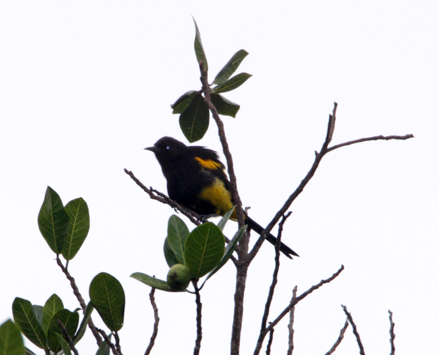 Hispaniolan Oriole_1481.jpg