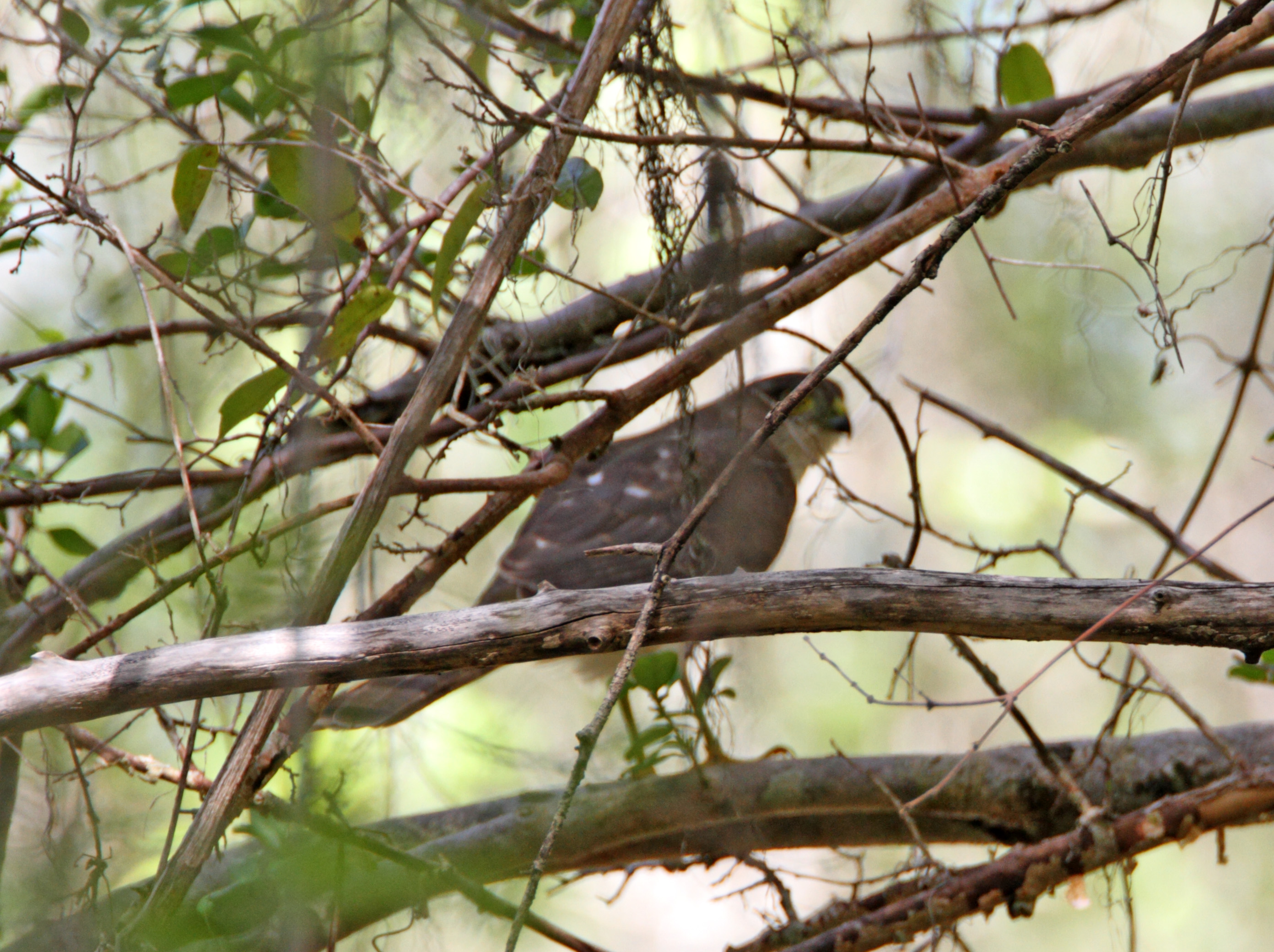 Sharp-shinned Hawk_1660.jpg