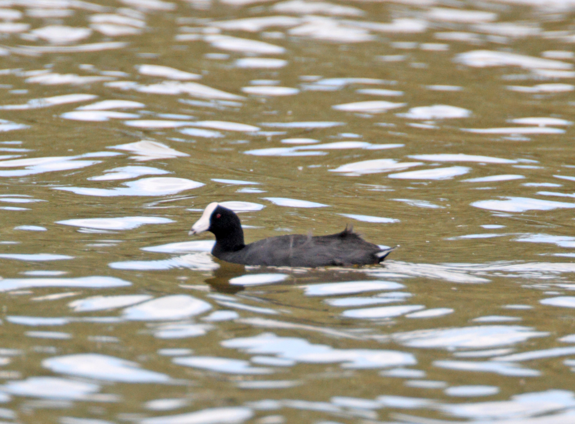 Caribbean Coot_1881.jpg