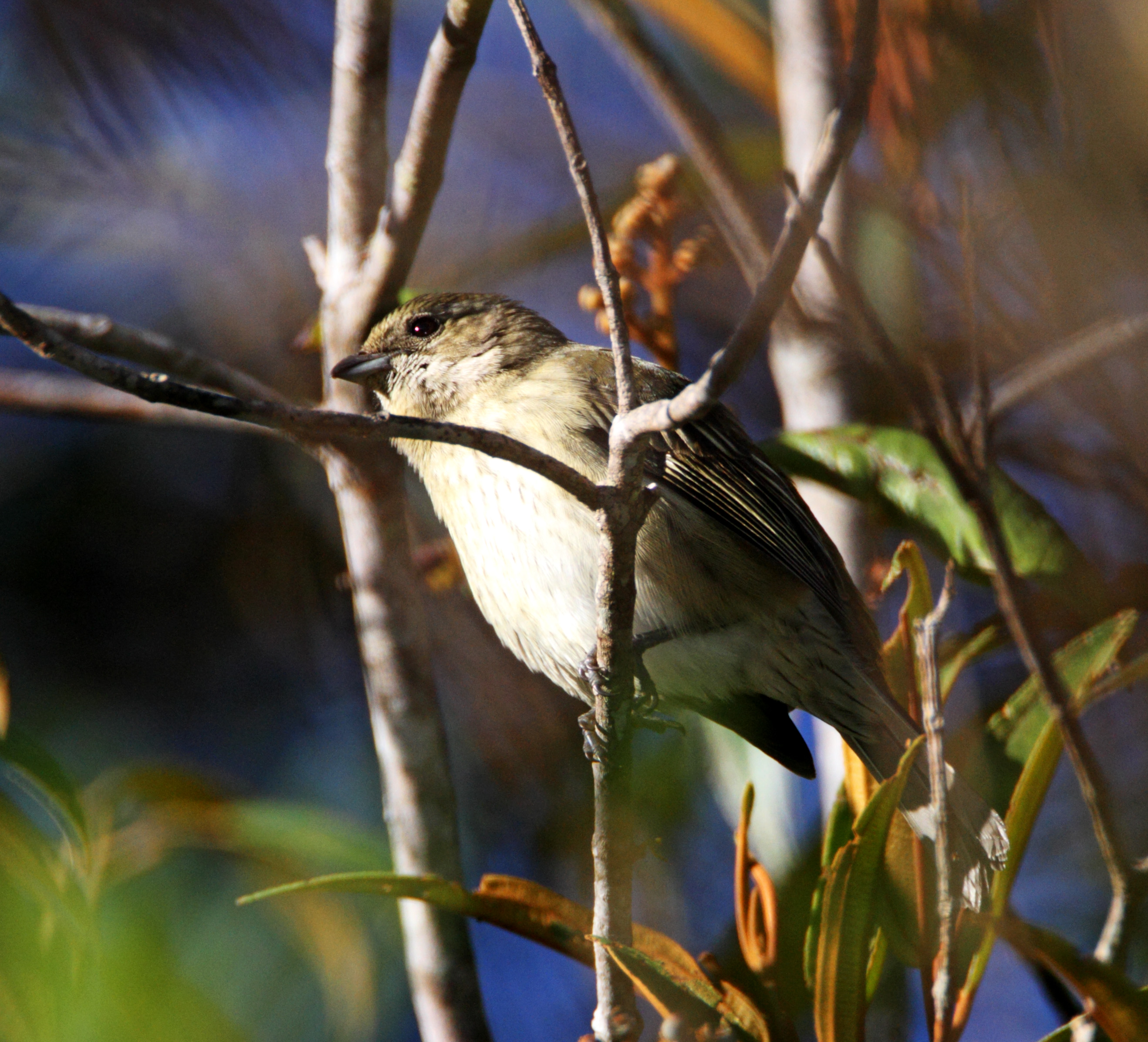 Hispaniolan Spindalis - female_2072.jpg