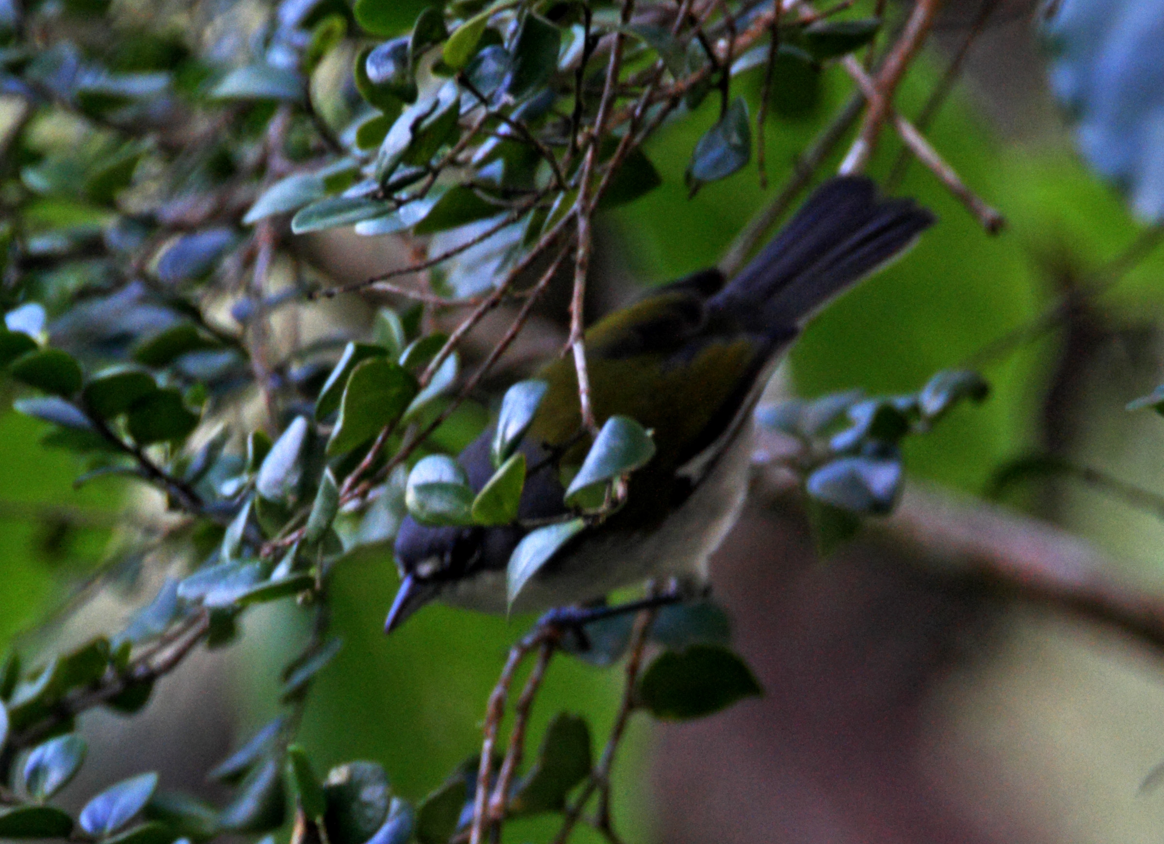 White-winged Warbler_2333.jpg