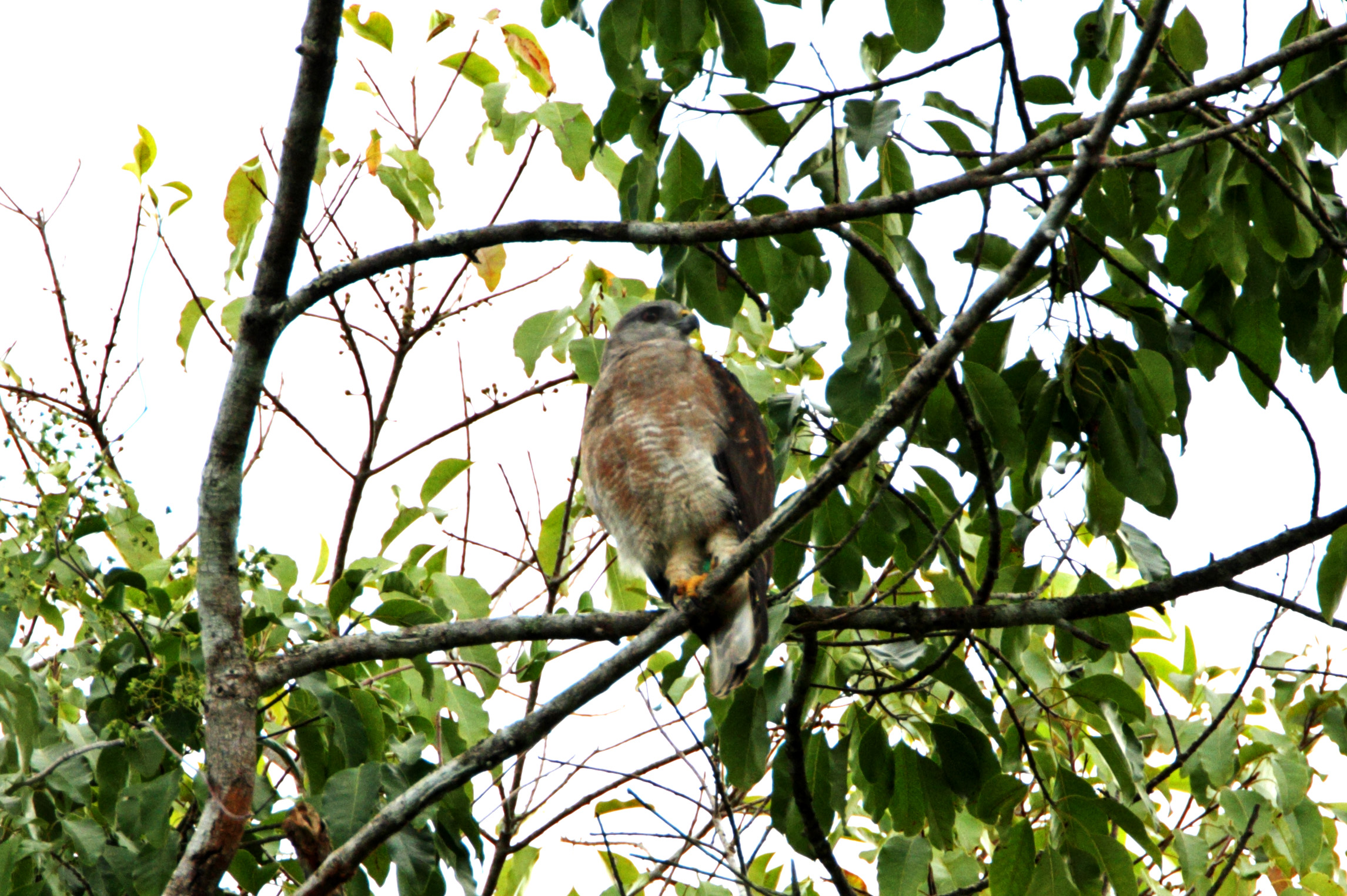 Ridgways Hawk_2473.jpg